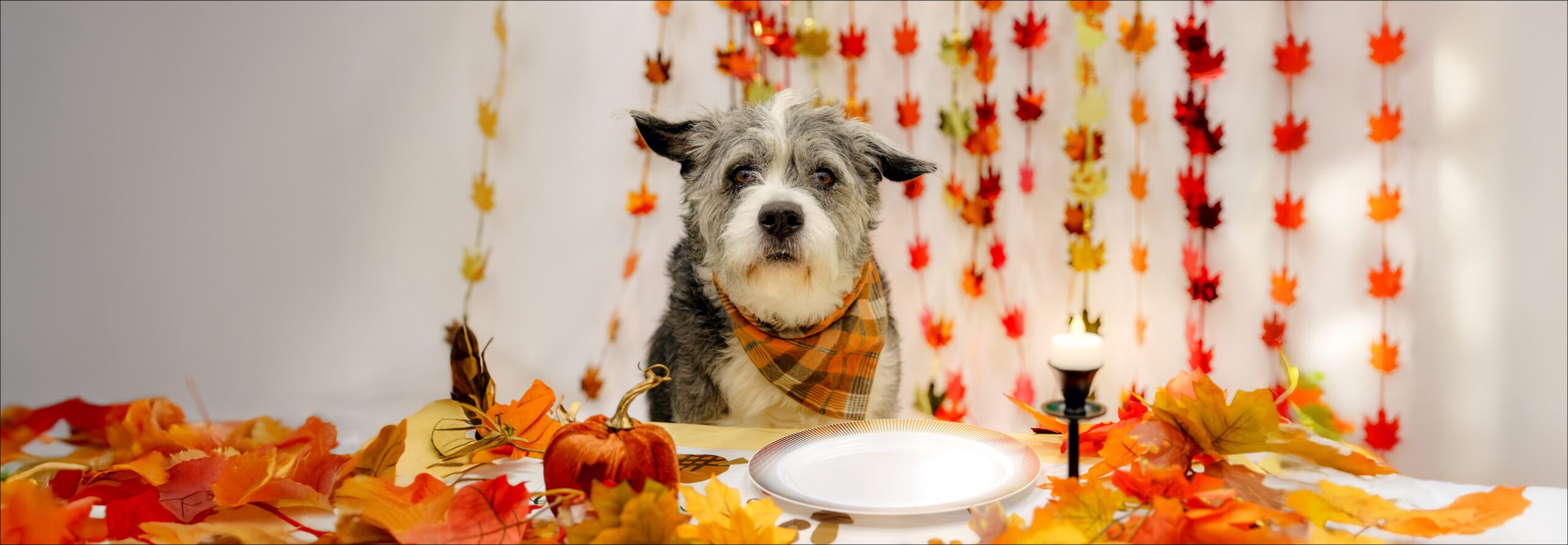 Atlanta Humane Society. Dog & Cat Adoption