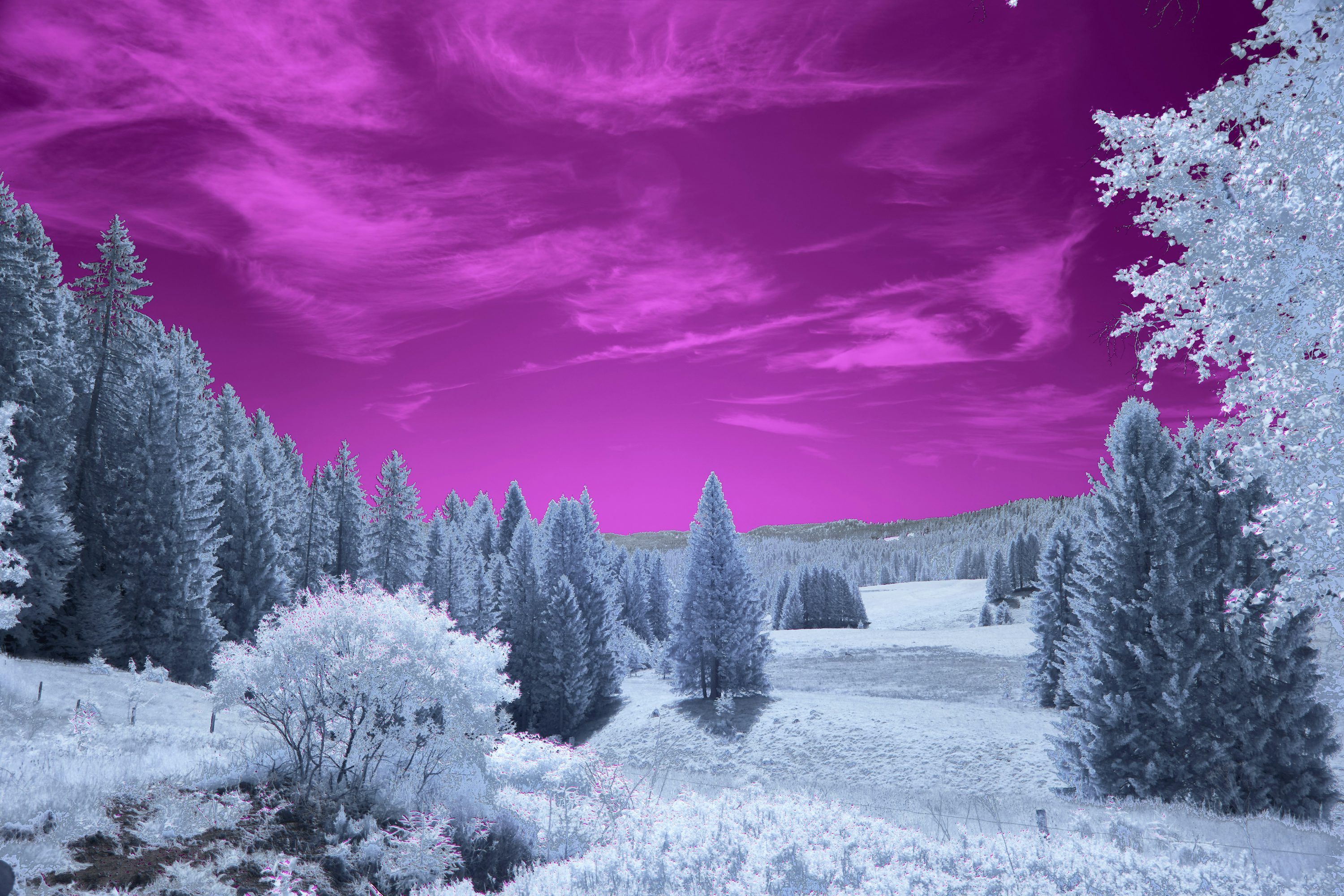 Surreal Pink Sky Over Snow Covered Trees And Landscape Photo