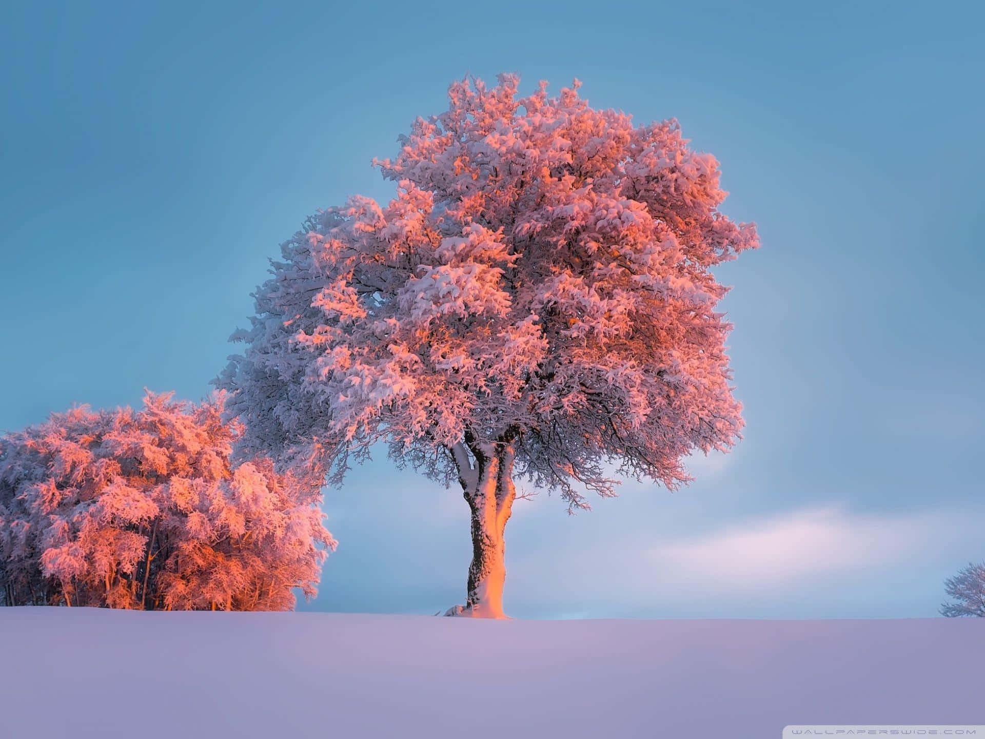Download A Pink Tree In The Snow With A Blue Sky Wallpaper