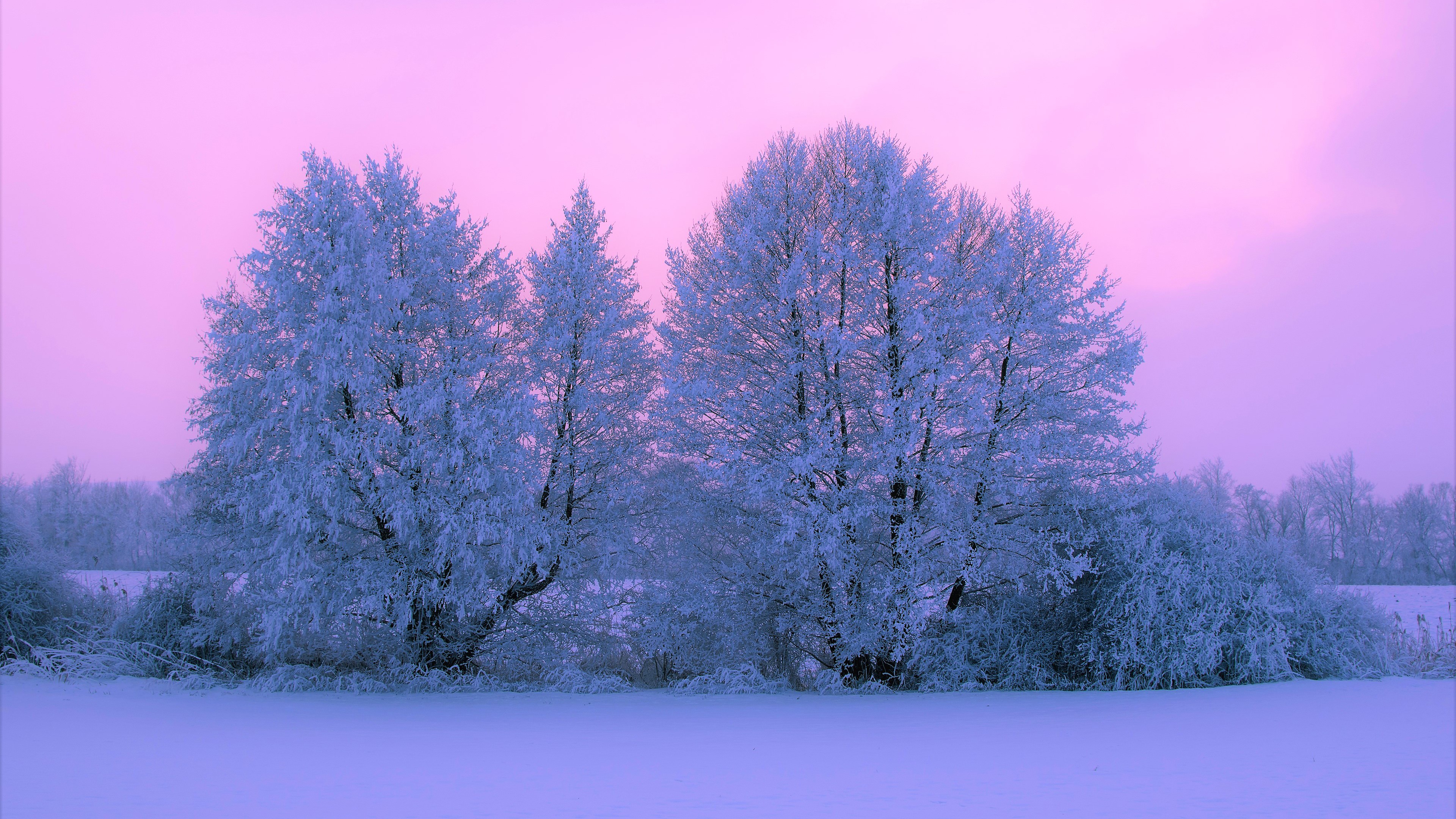 Pink Snow Covered Tree With Pink Sunset During Winter 4K HD Pink Wallpaper