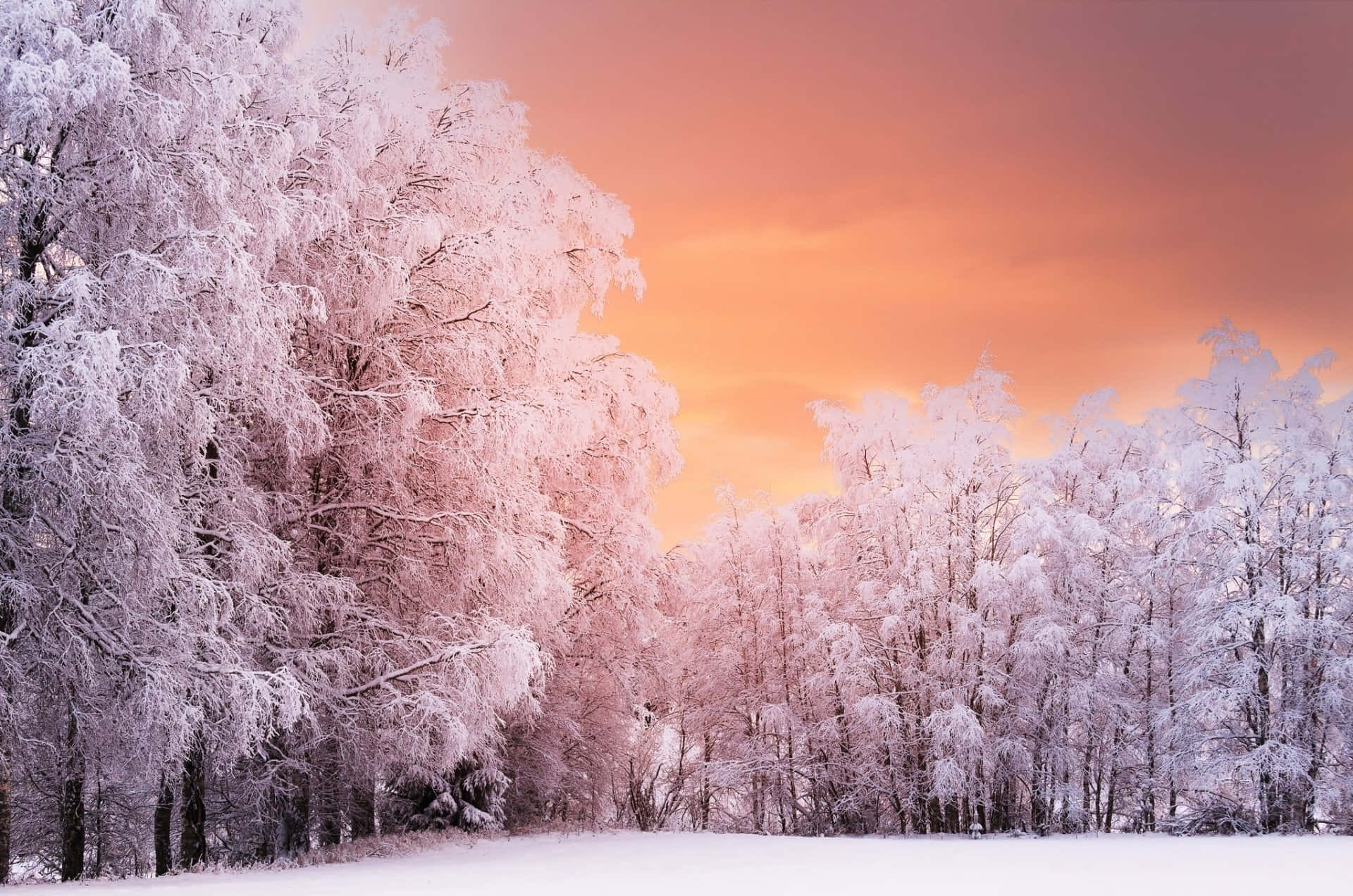 Download Frosted Trees Pink Sunset Winter Landscape Wallpaper