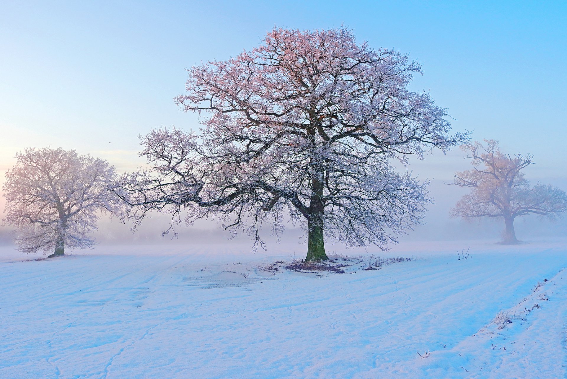 Winter Serenity: An HD Wallpaper Of Pink Tinged Snowy Trees