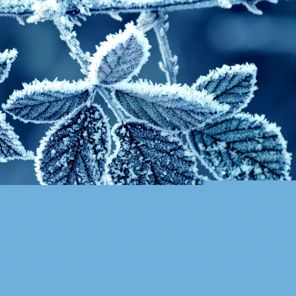 Free winter iPad wallpaper