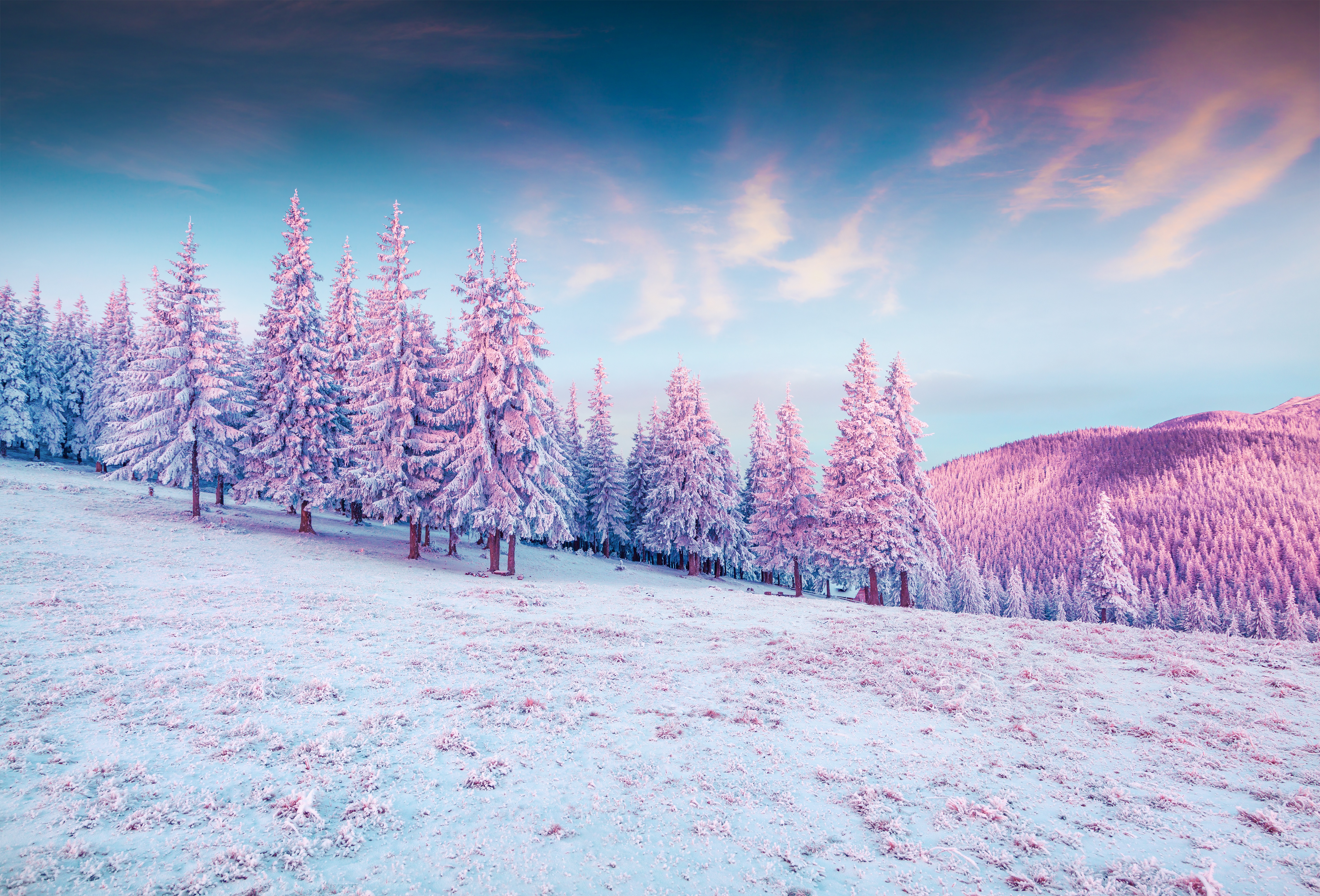 Trees Pink Colorful Cold Hills Snow 5k Wallpaper, HD Nature Wallpaper, 4k Wallpaper, Image, Background, Photos and Picture