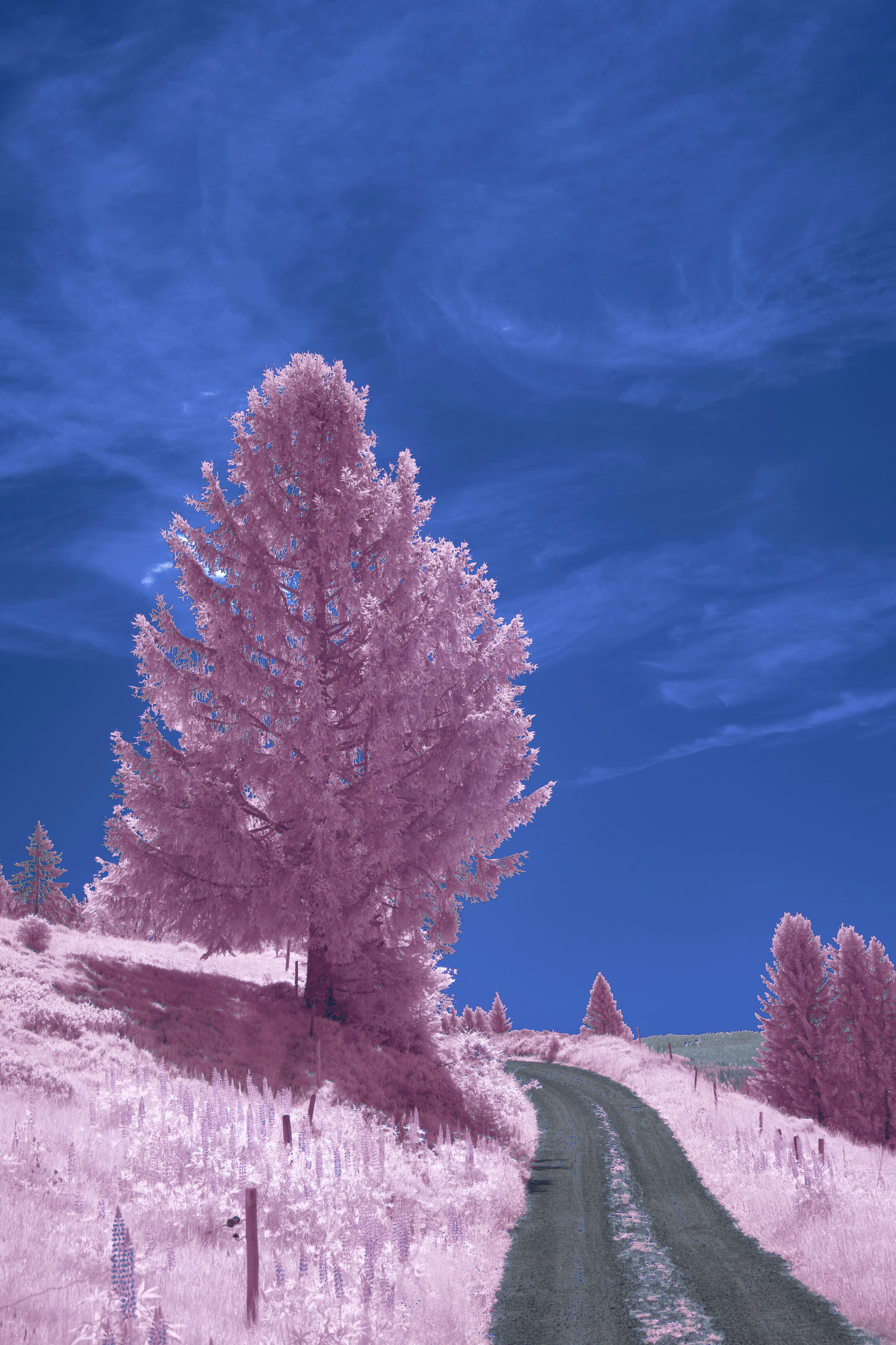 Pink trees line a road under a blue sky. photo