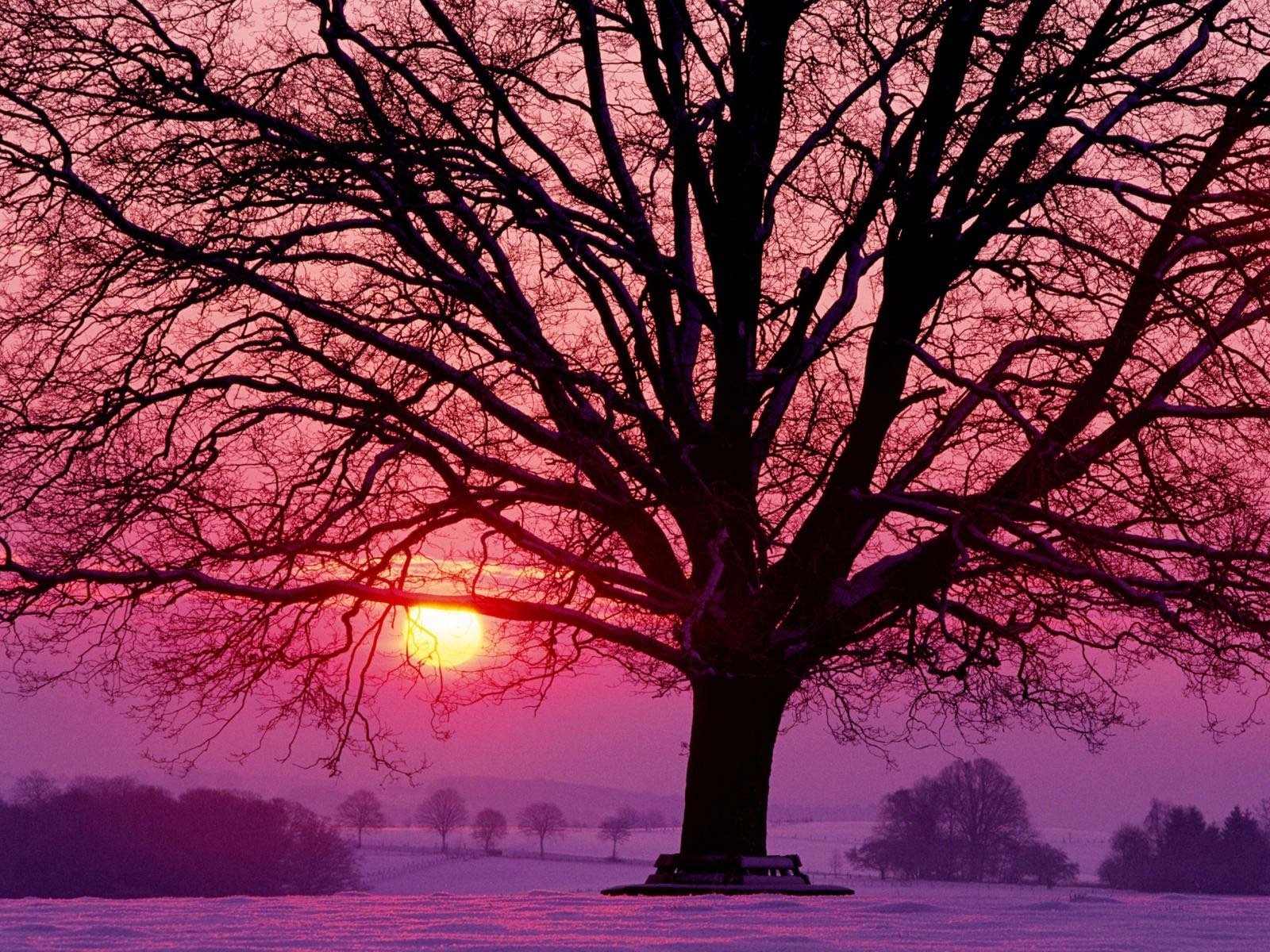 Download Sun Pink Sky Snow Sunset Tree Nature Winter Wallpaper