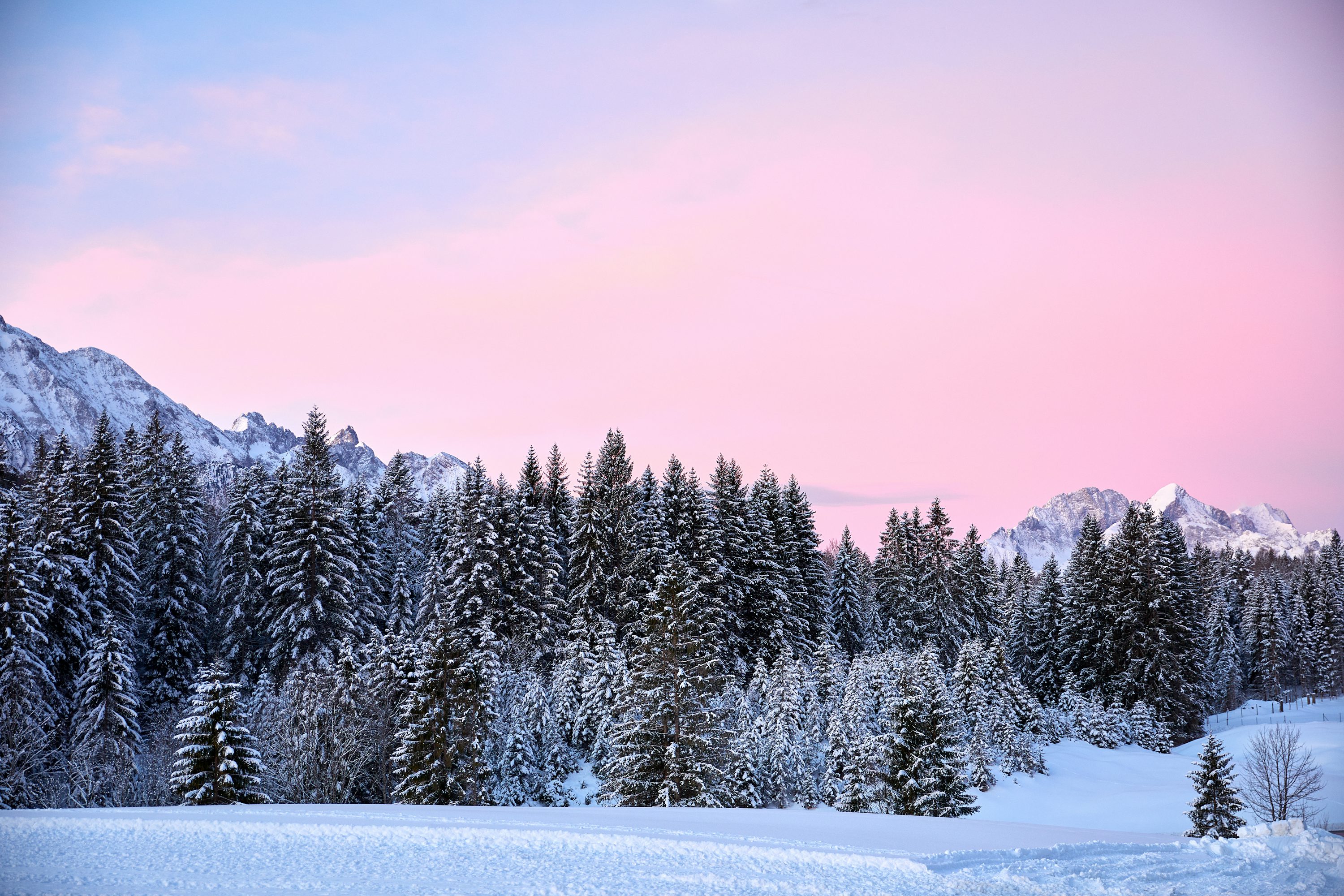 Pink Winter Picture. Download Free Image