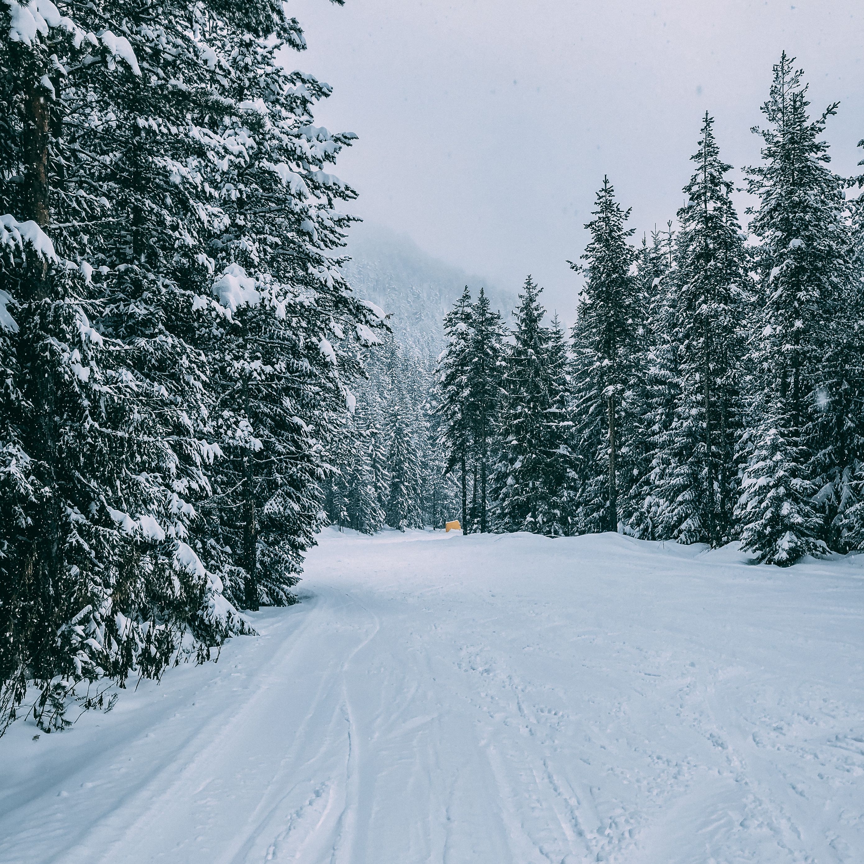 Download wallpaper 2780x2780 winter, forest, snow, trees, road, traces ipad air, ipad air 2, ipad 3, ipad 4, ipad mini 2, ipad mini 3, ipad mini 4, ipad pro 9.7 for parallax HD background