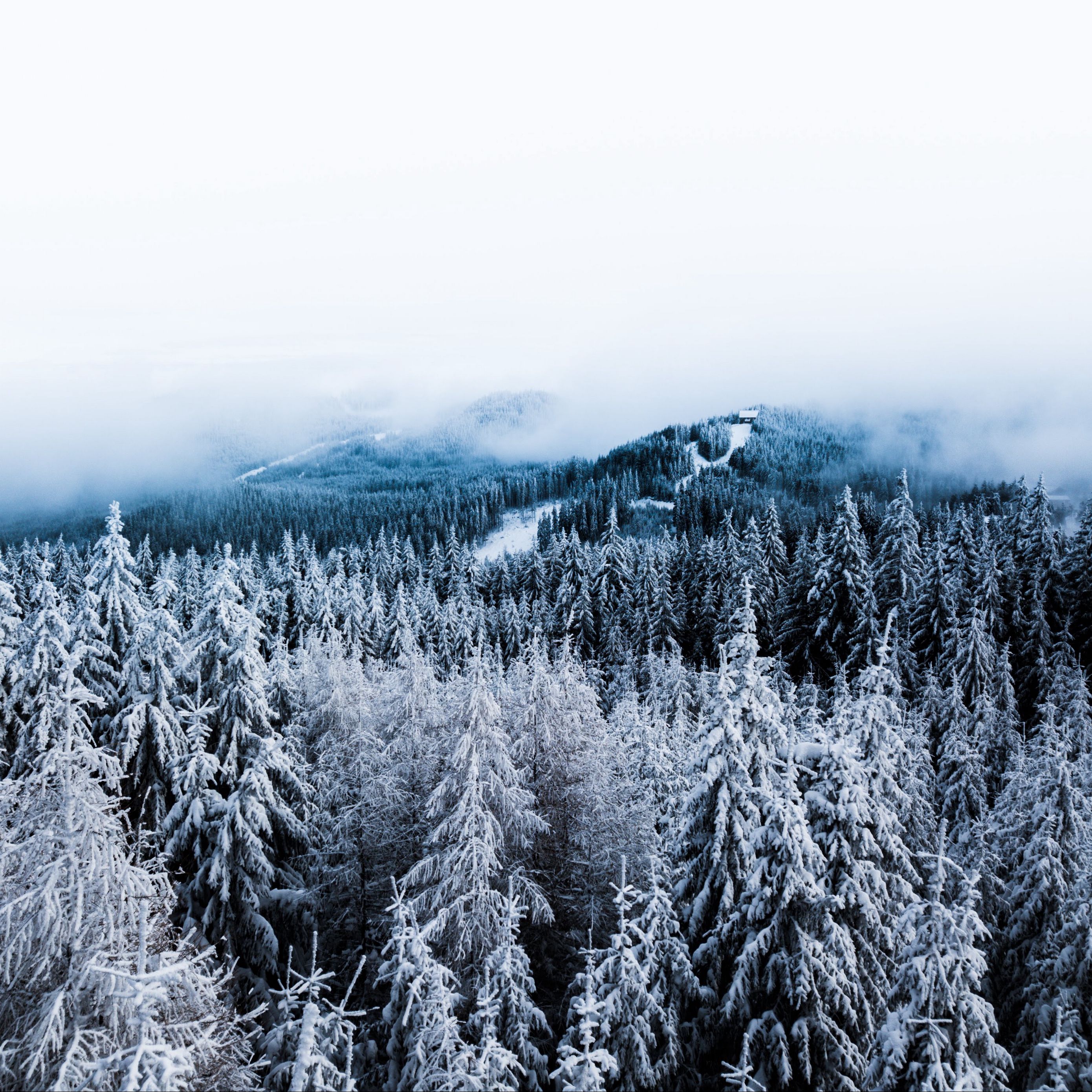Download wallpaper 2780x2780 winter, trees, fog, snow, aerial view, forest ipad air, ipad air 2, ipad 3, ipad 4, ipad mini 2, ipad mini 3, ipad mini 4, ipad pro 9.7 for parallax HD background