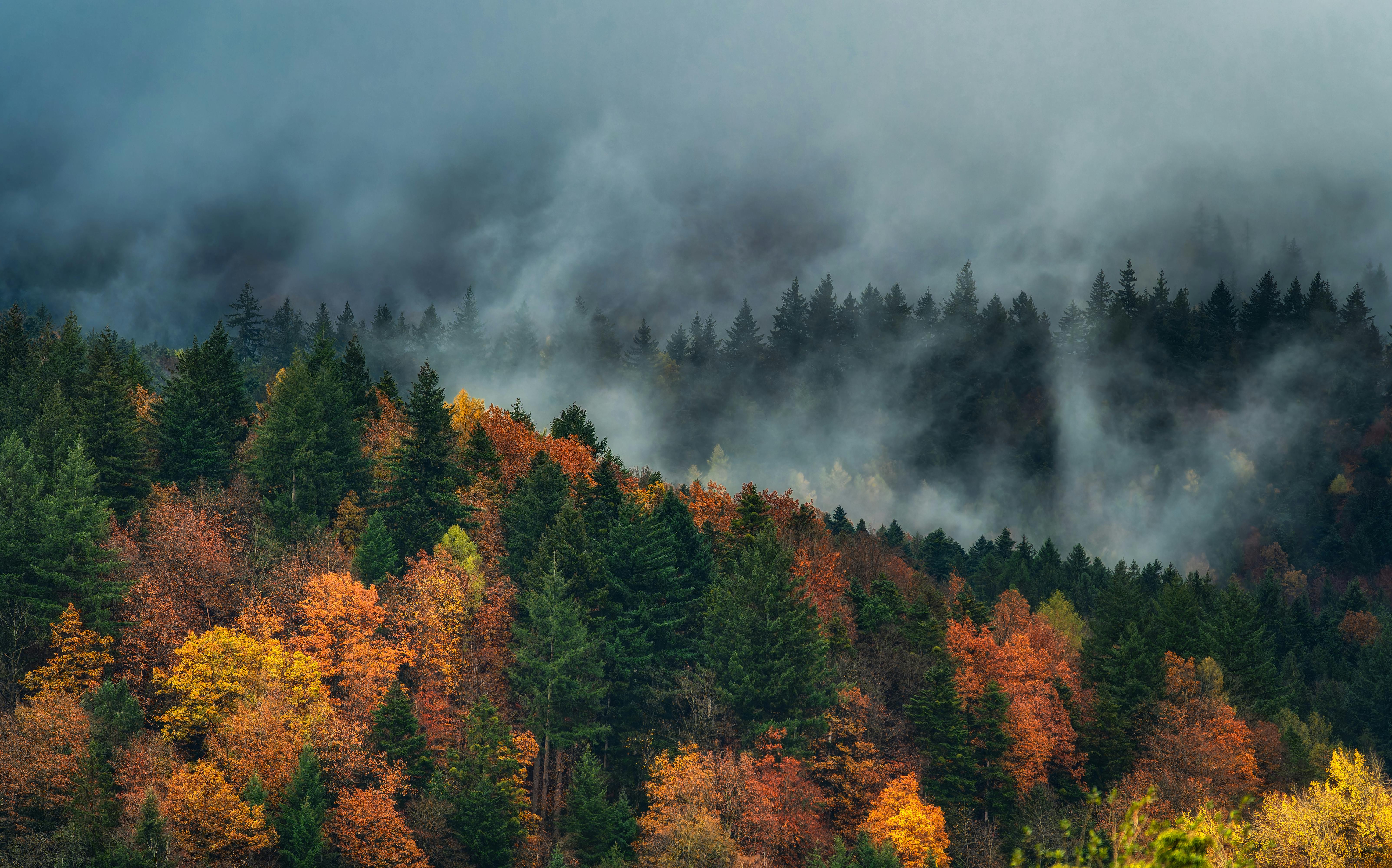Smoke in a Forest in Autumn · Free