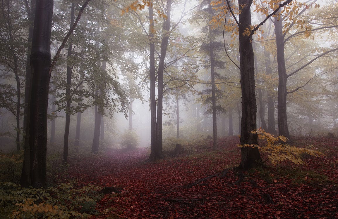 Misty Forest Scene Autumn Mural Wallpaper