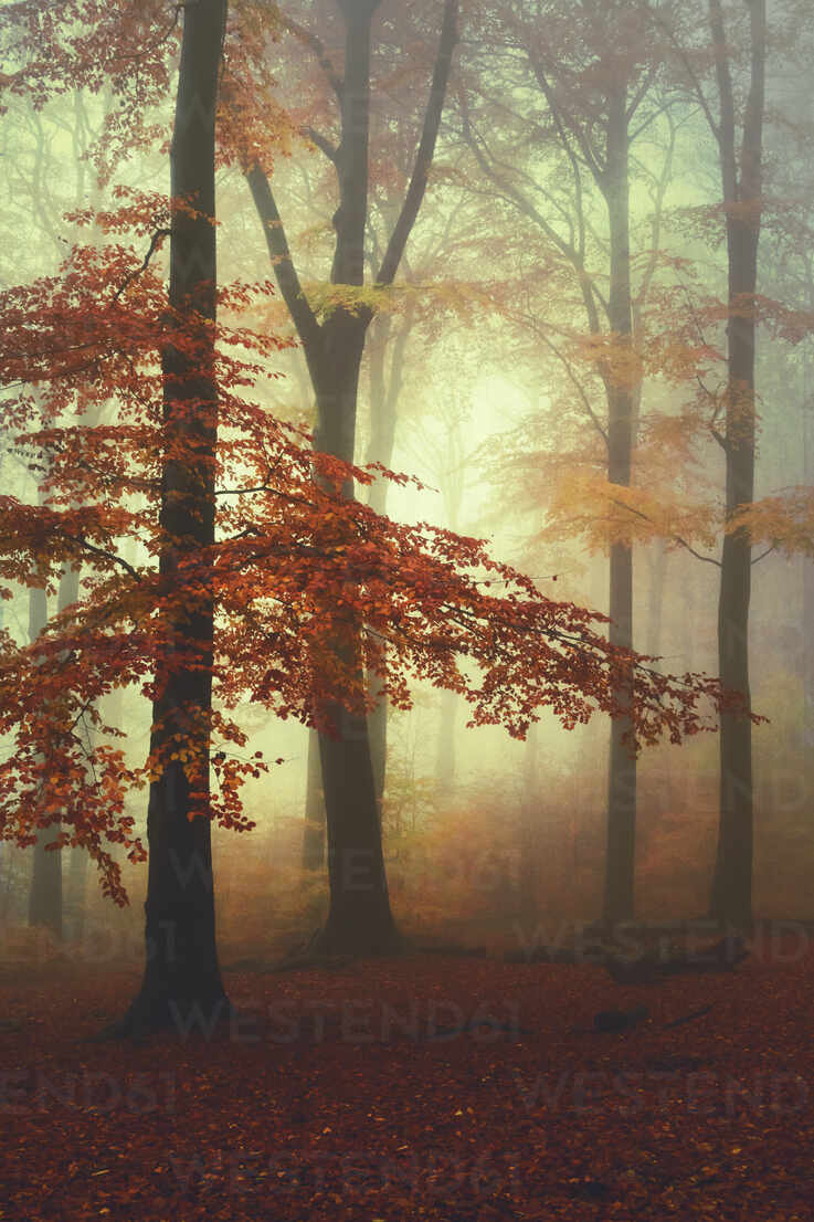 Misty autumn forest at dawn