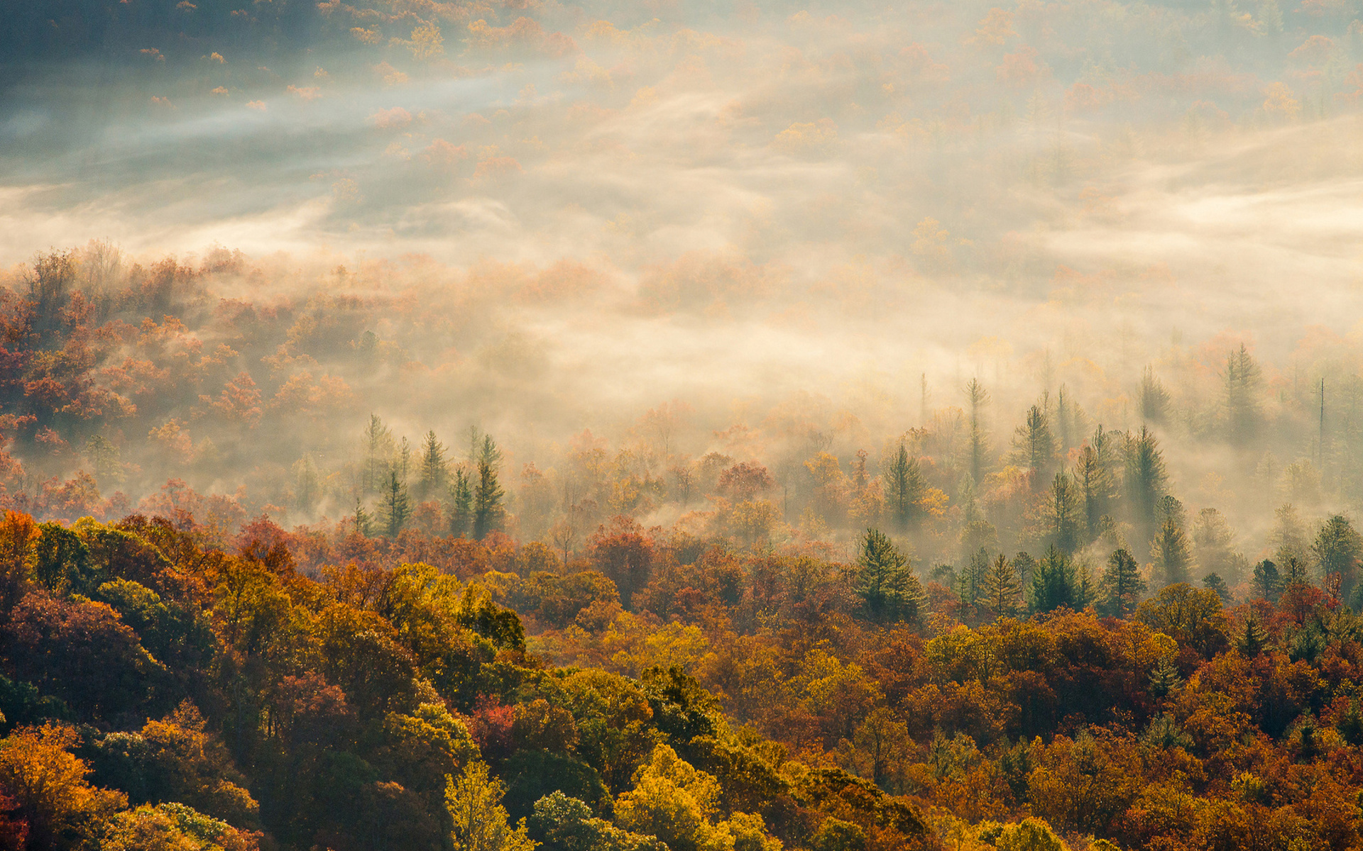 nature, Landscapes, Hills, Fog, Mist, Haze, Trees, Forest, Color, Autumn, Fall, Seasons, Scenic, Sunrise, Sunset, Sunlight, Sun, Leaves Wallpaper HD / Desktop and Mobile Background