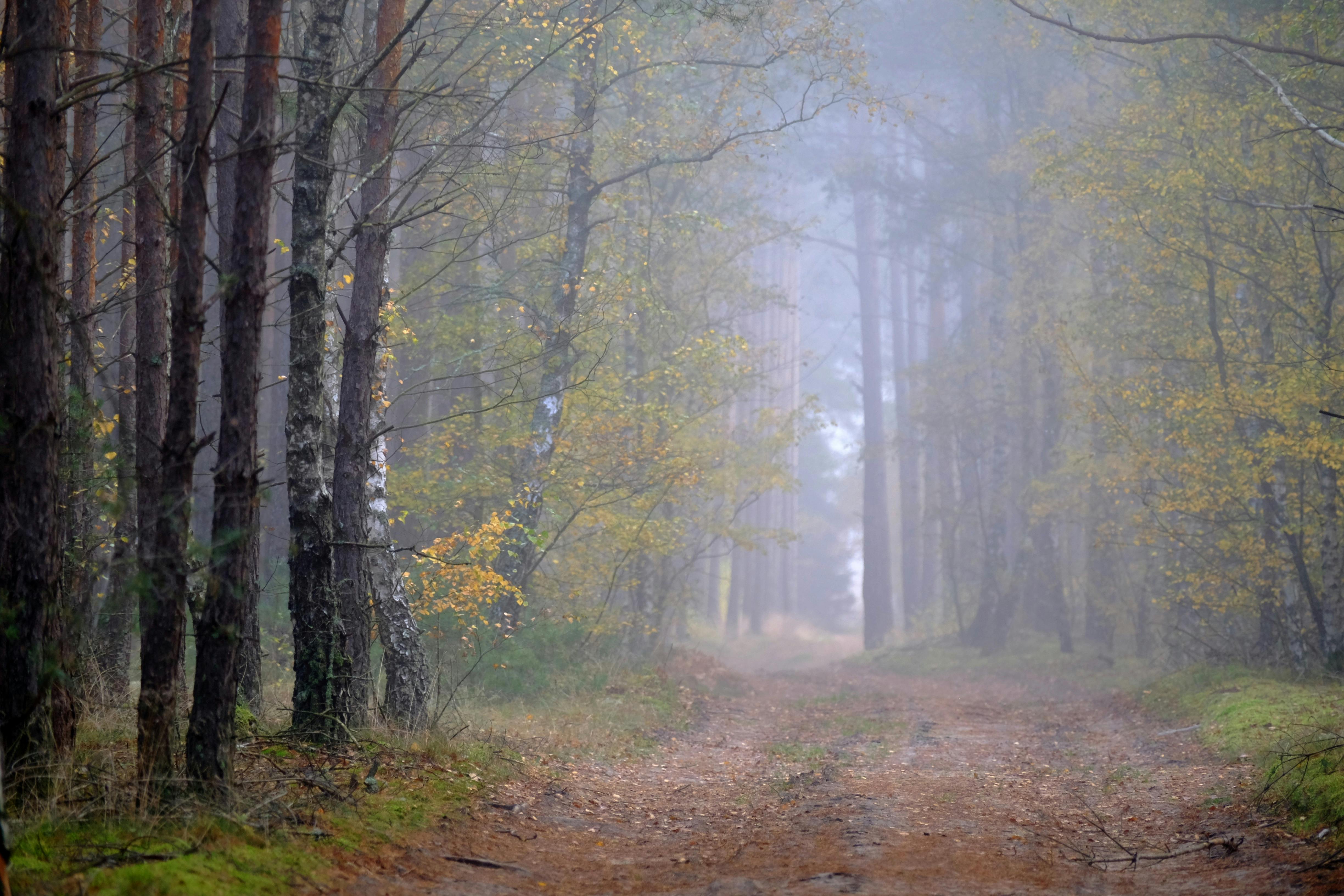Misty Autumn Forest Pathway with Soft Light · Free