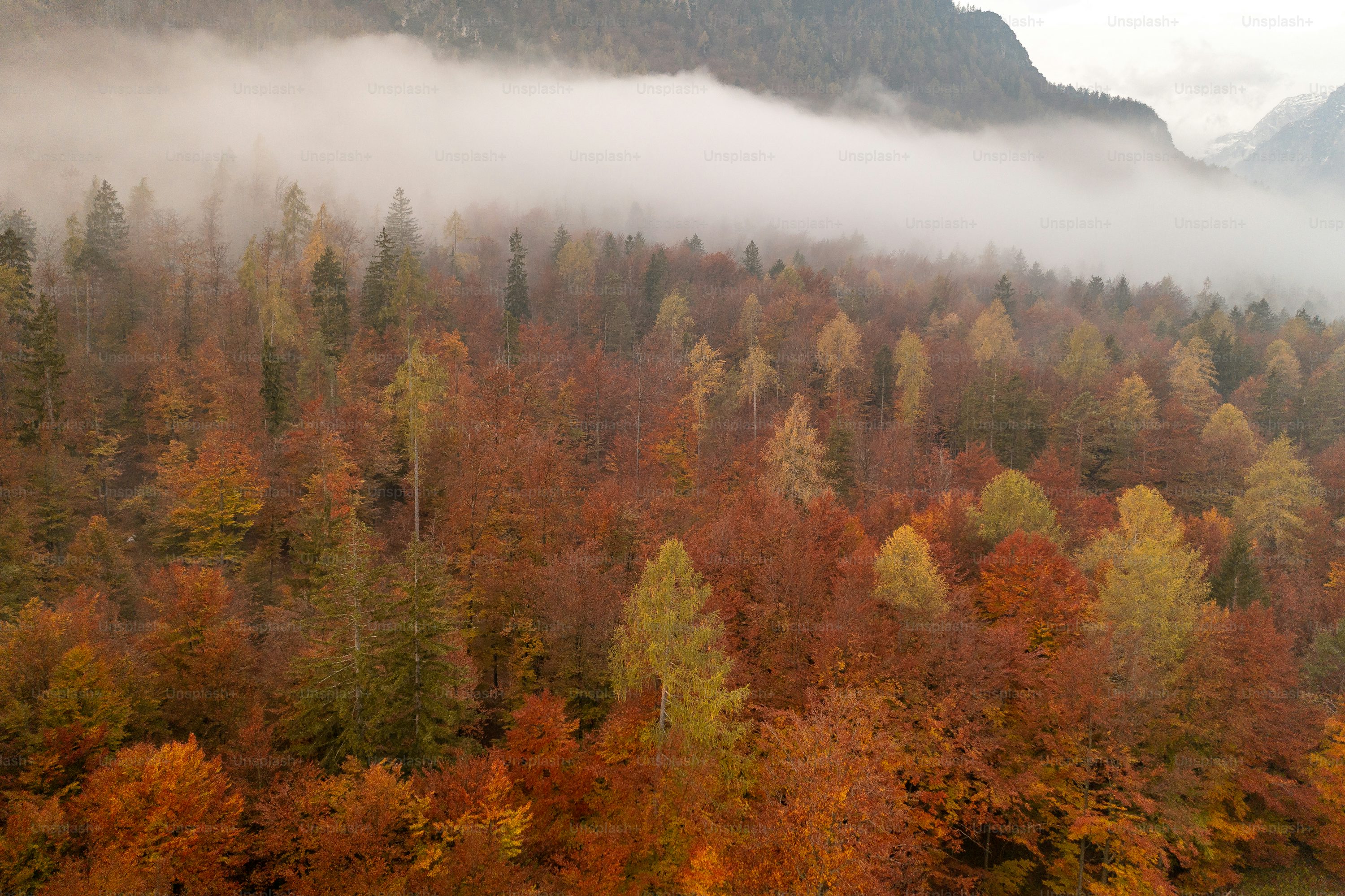 A foggy forest with trees in the foreground and mountains in the background photo
