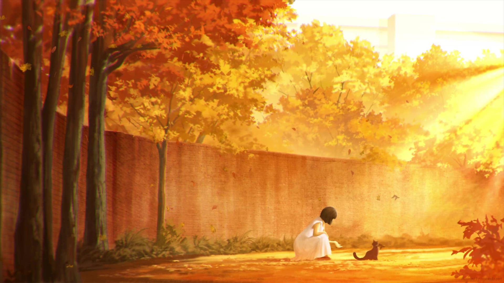 Cat And Girl In Autumn Live Wallpaper
