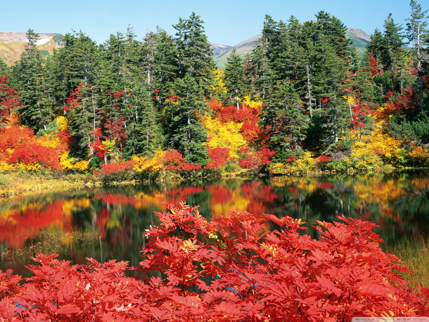 Autumn, Japan 4K UHD Wallpaper for UltraHD Desktop and TV, Widescreen and UltraWide Display, Smartphone and Tablet Devices