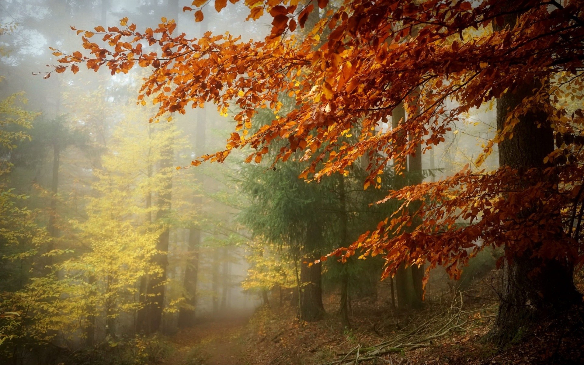 Misty Autumn Forest Path HD Wallpaper