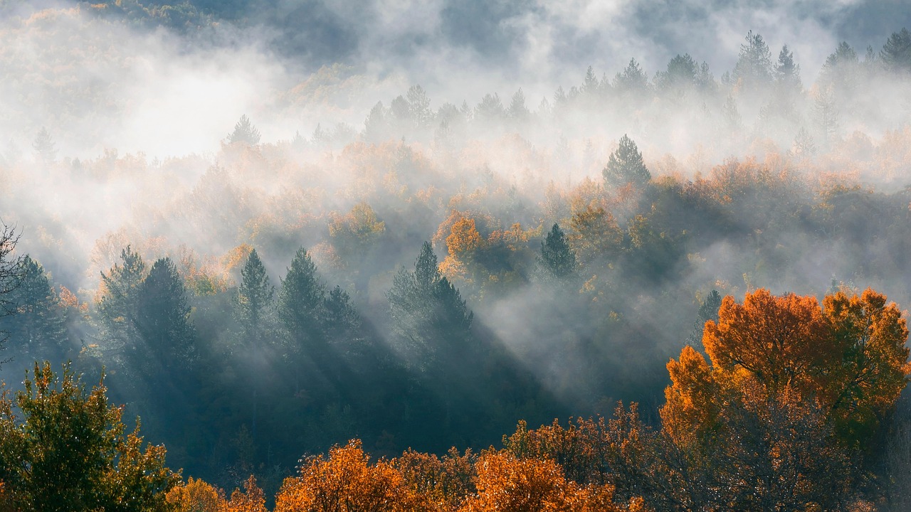 Free Autumn Mist & Autumn Image