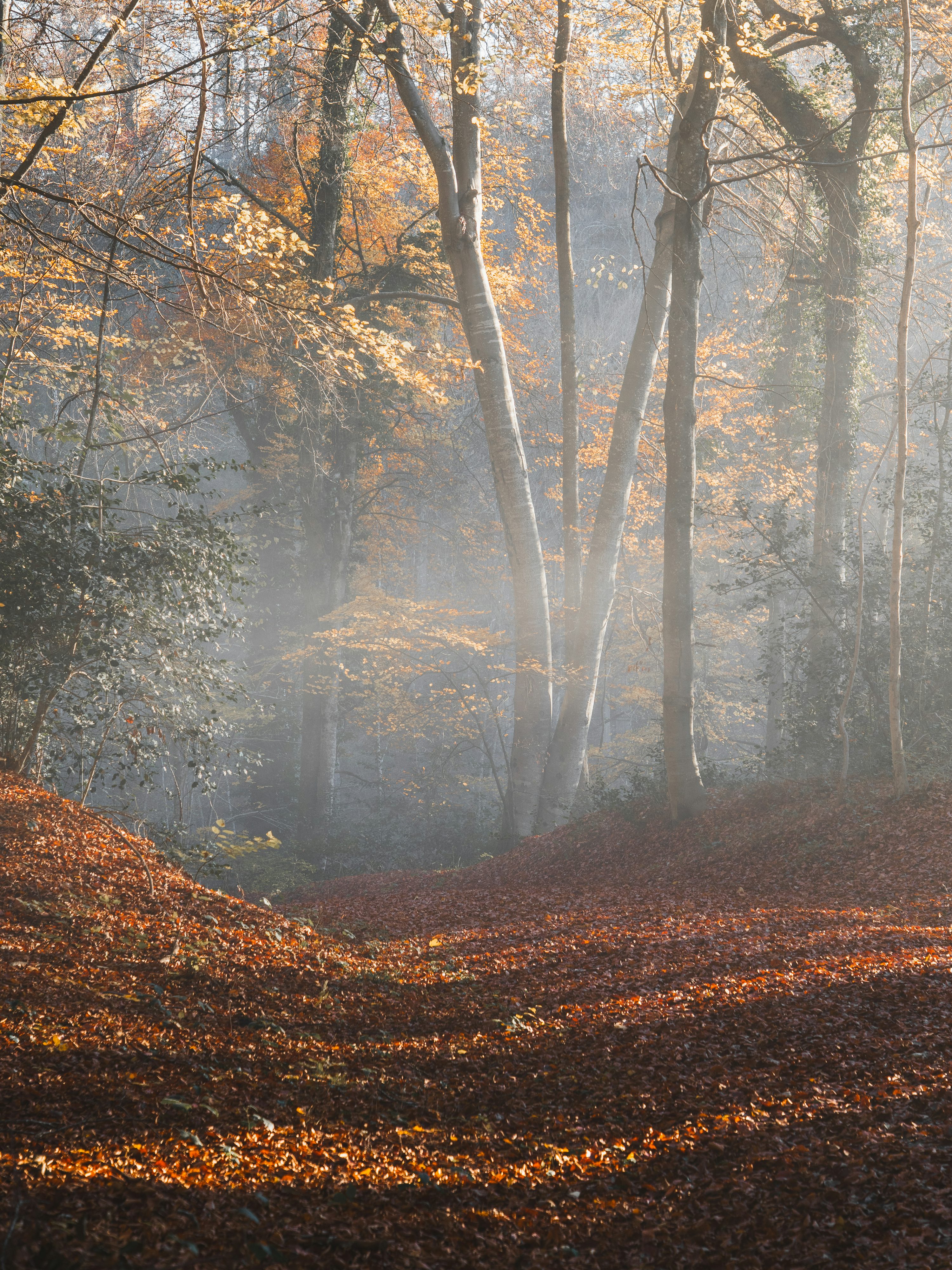 Misty autumn forest with fallen leaves on the ground. photo