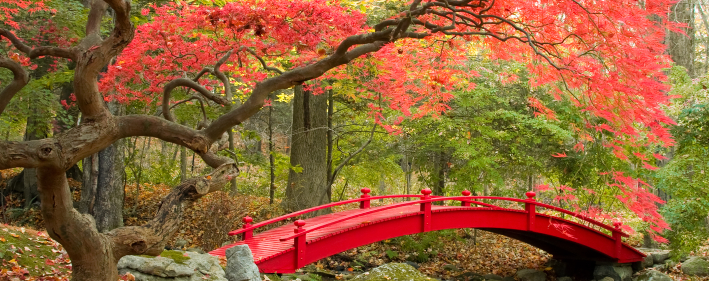 Best Spots In Japan To See Autumn Leaves and Fall Foliage