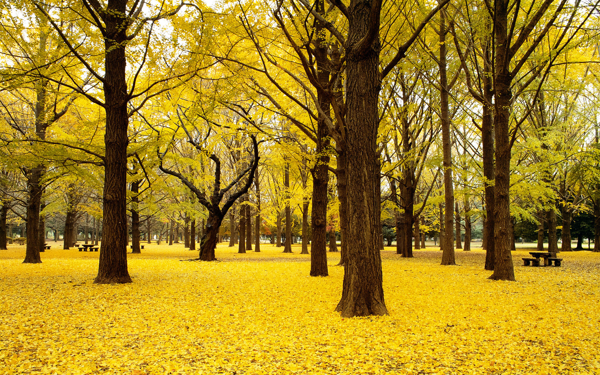 Fall Ginkgo Trees Autumn Japan Wallpaper