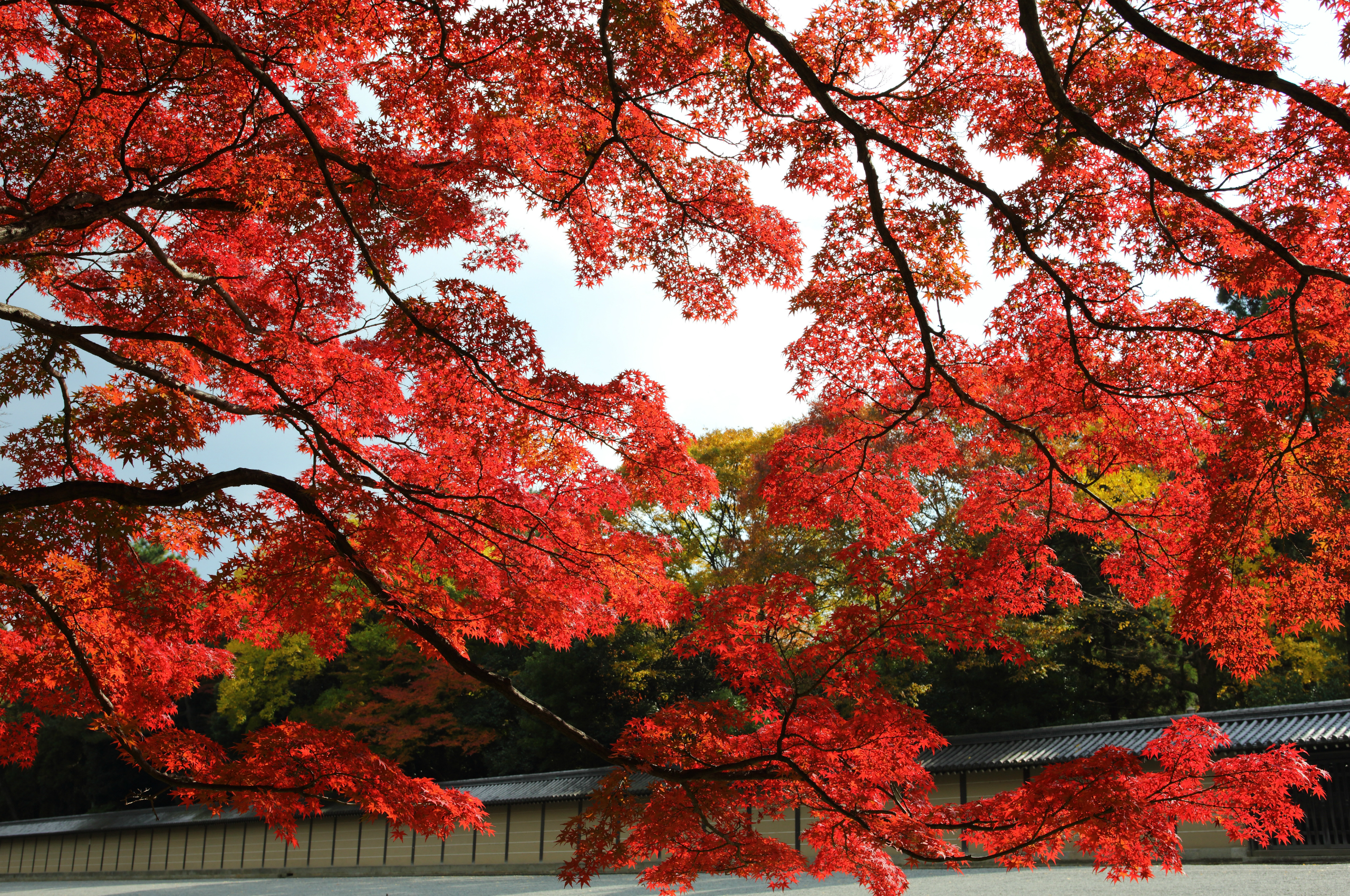 Wallpaper autumn, leaves, trees, red, Park, Japan, garden, maple for mobile and desktop, section природа, resolution 2560x1700