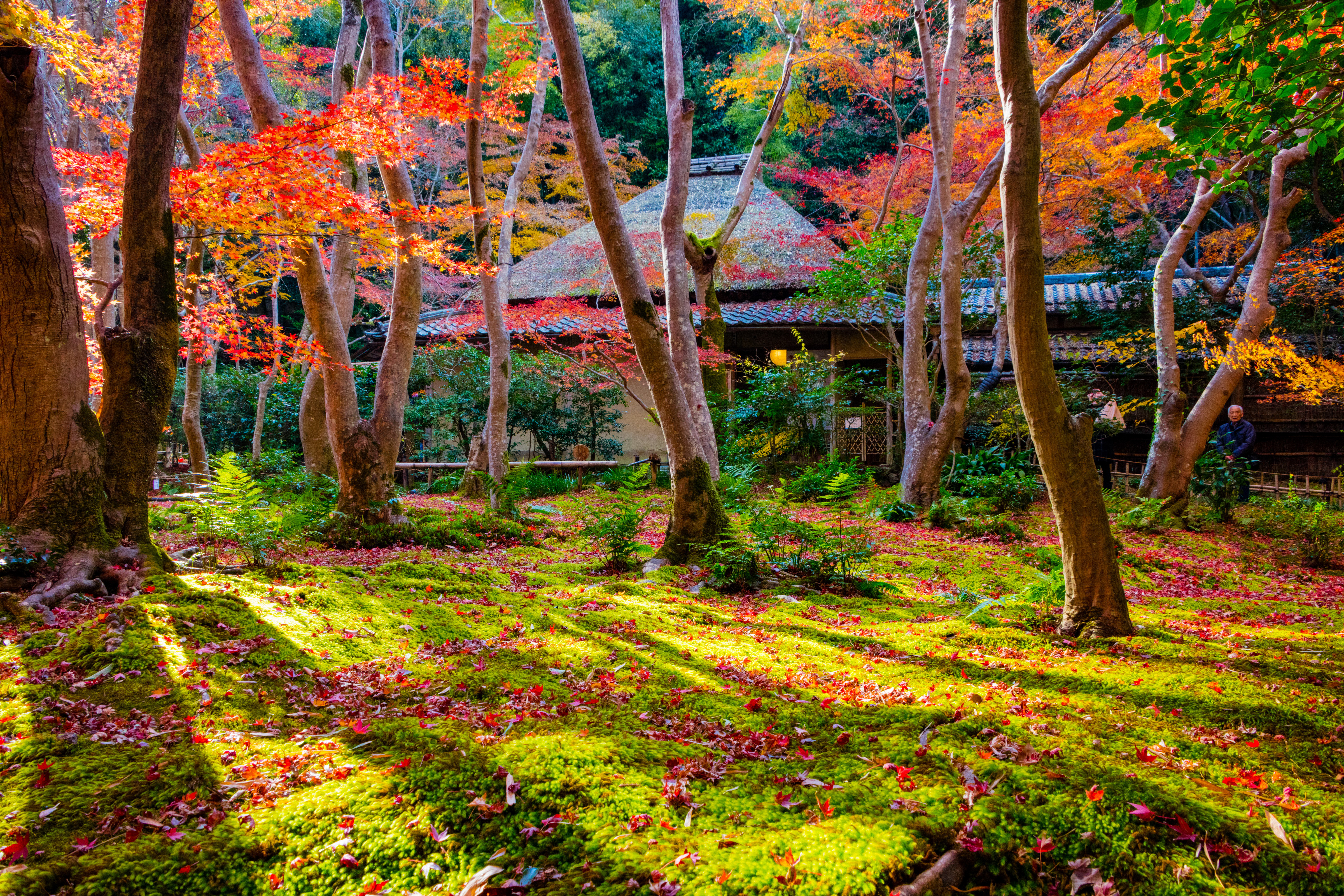 Autumn in the park, Kyoto. Japan Desktop wallpaper 1920x1080