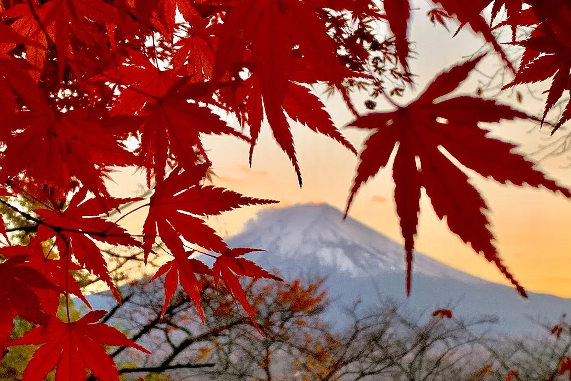 Japan's autumn foliage: A guide to catching the world's prettiest colours. The Straits Times