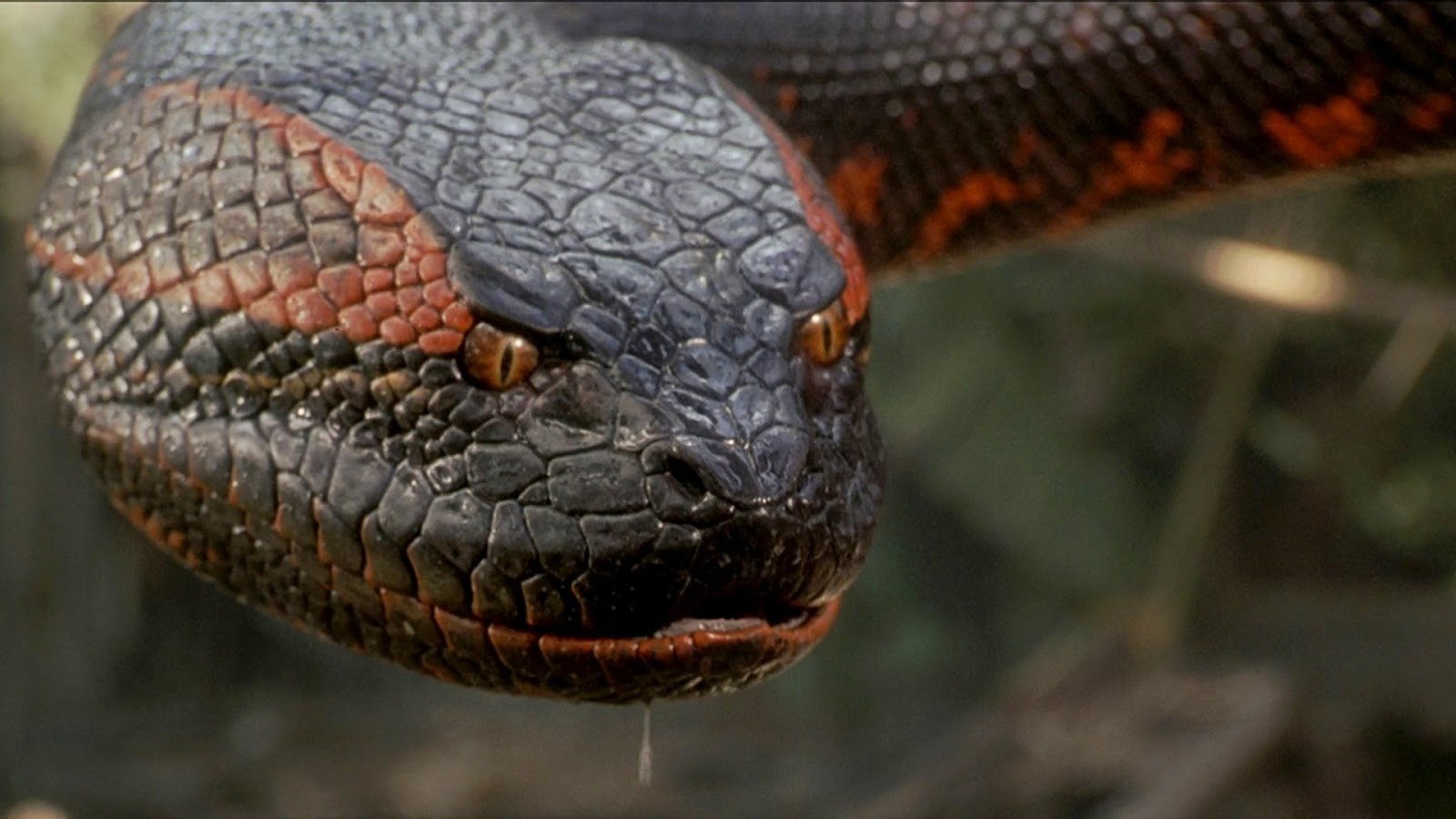 Thandiwe Newton and Steve Zahn Join the Cast of New 'Anaconda'