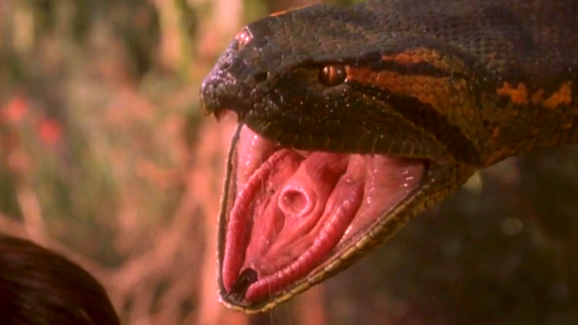 Anaconda & Videos