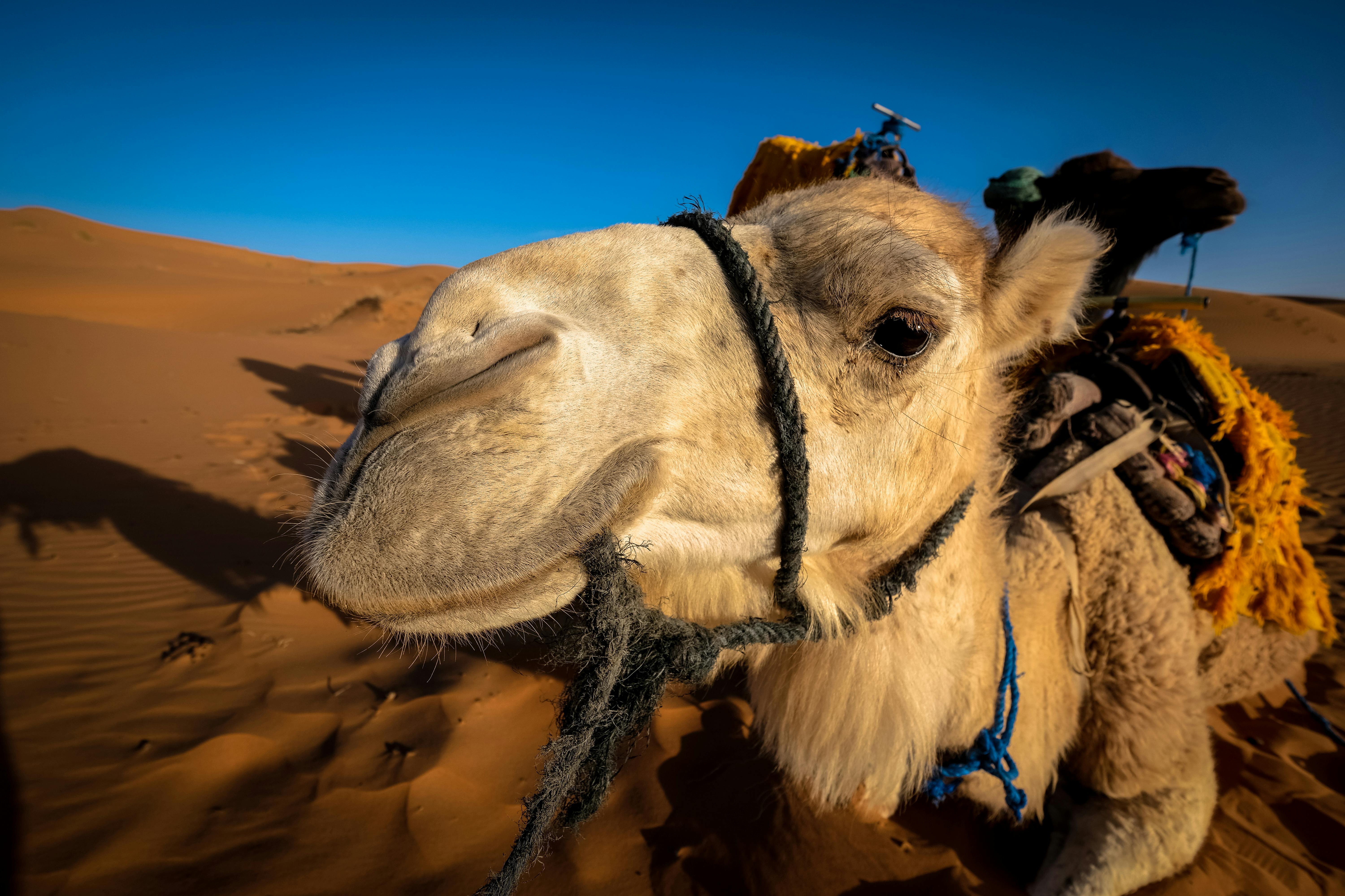 2,Best Camel Photo · 100% Free Downloads
