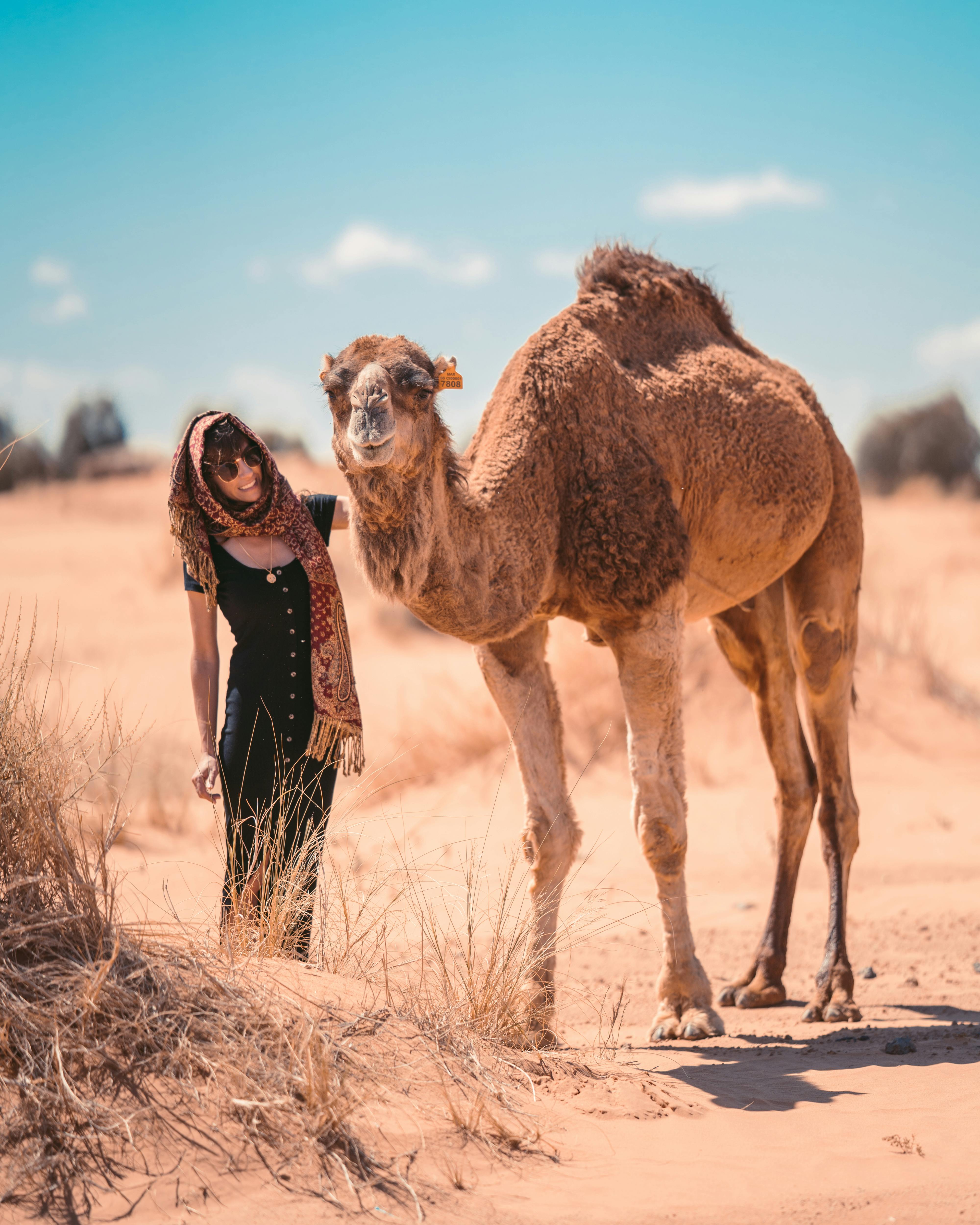 2,Best Camel Photo · 100% Free Downloads