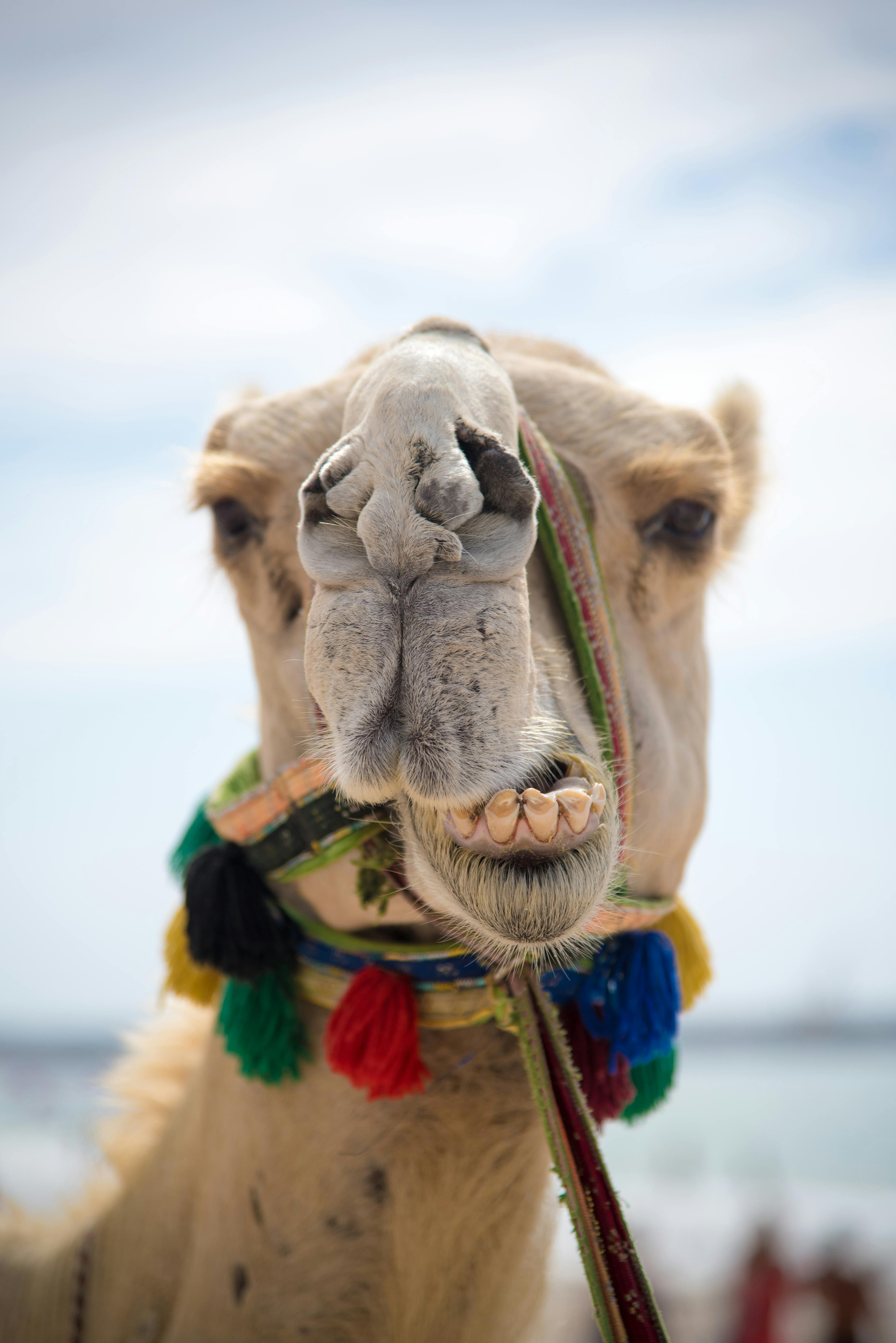 2,Best Camel Photo · 100% Free Downloads