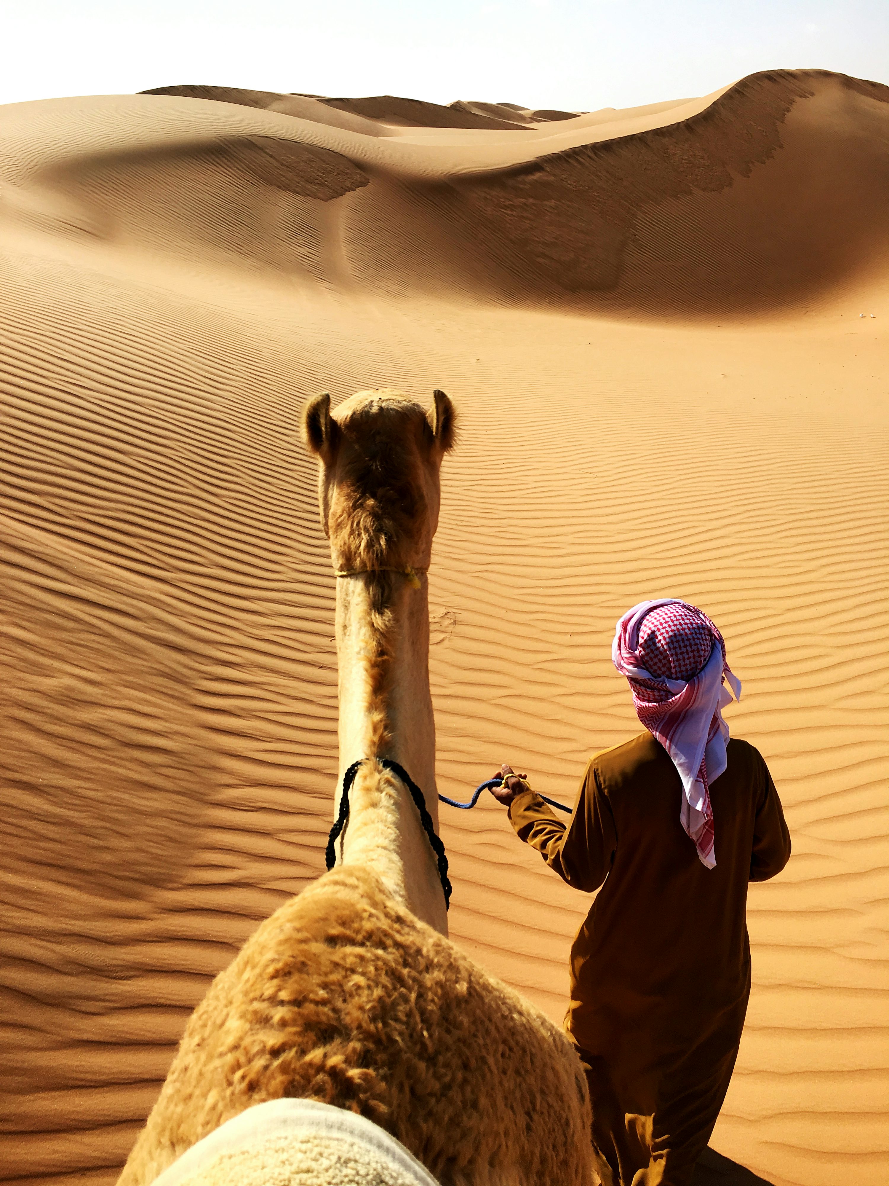 Camel Desert Picture. Download Free Image
