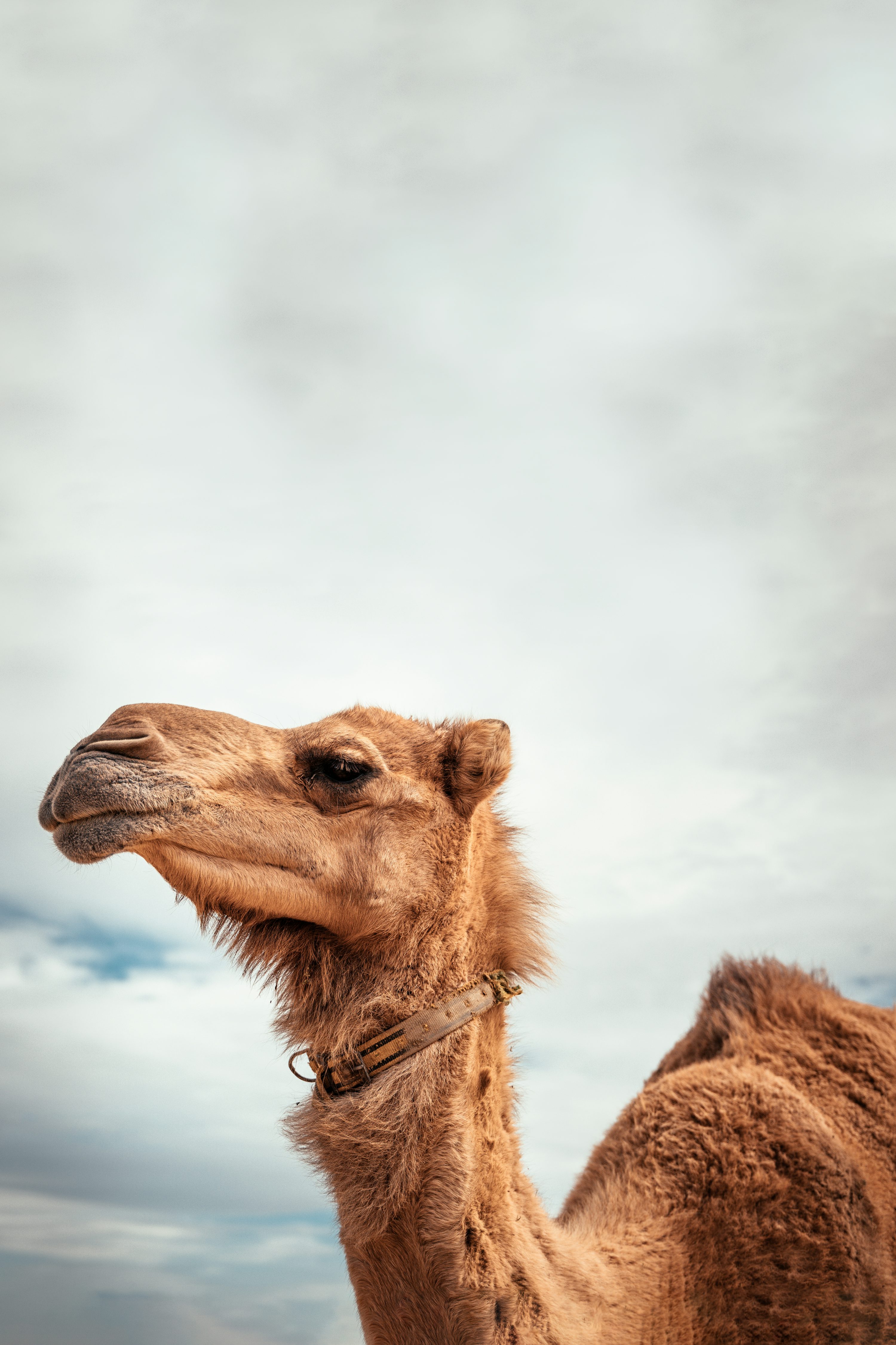 Camels Picture. Download Free Image