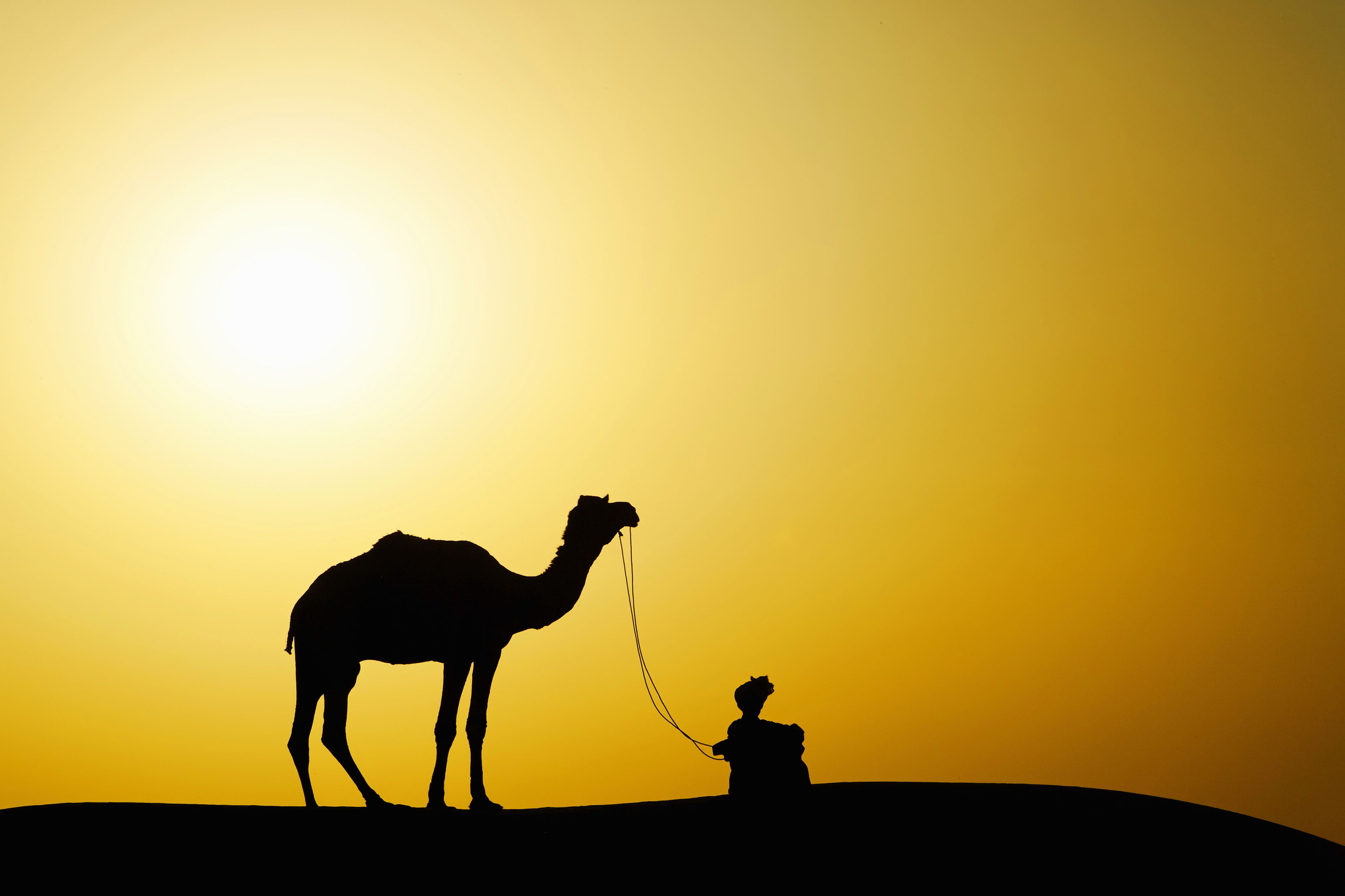 Majestic Camel Silhouette at Sunset