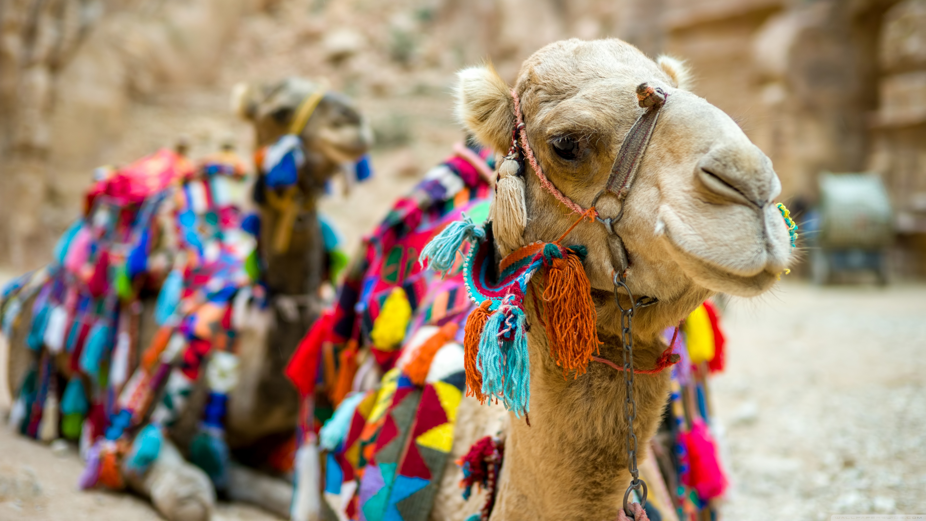 Stunning 4K Ultra HD Camel Portrait