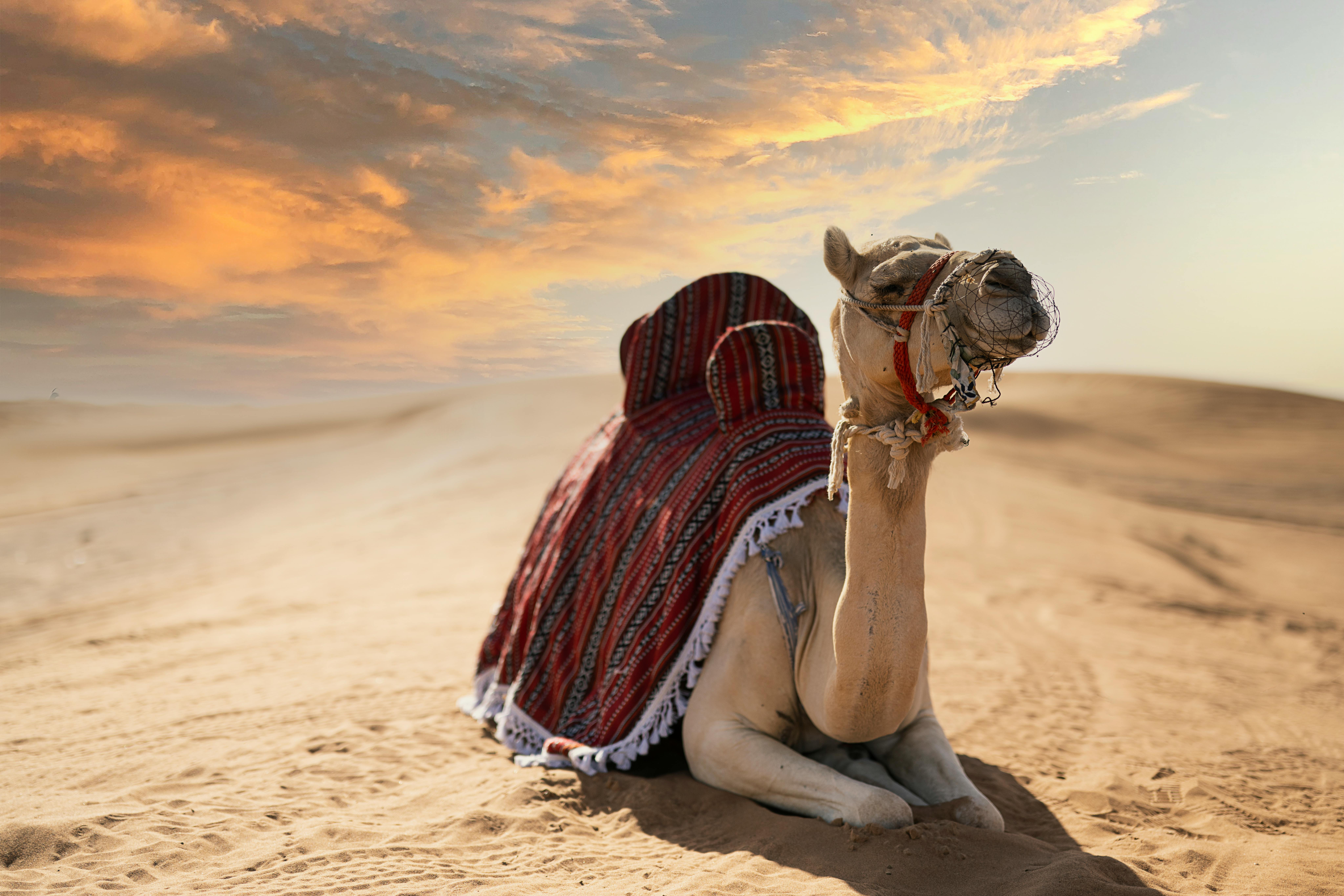 A Camel at a Desert · Free