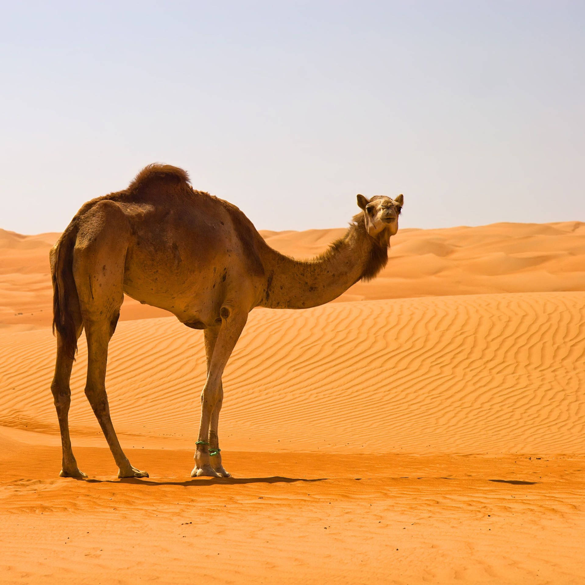 Download Camel In Desert Wallpaper