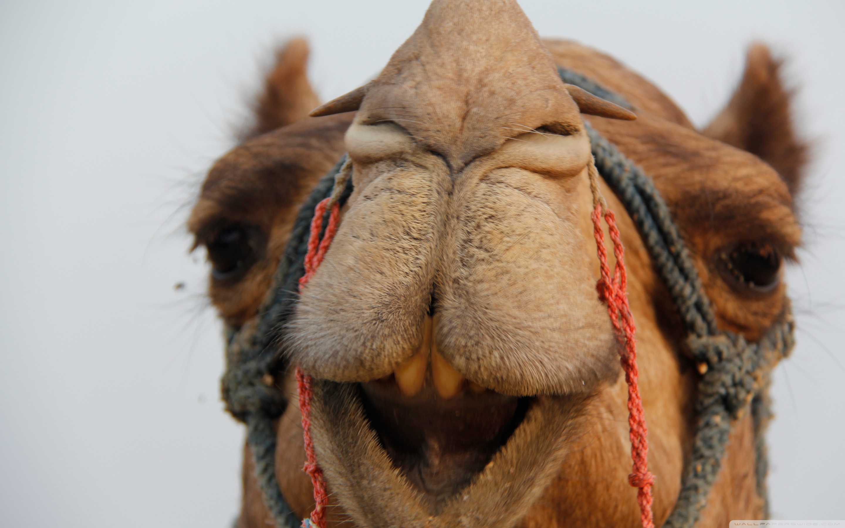 Camel 4K UHD Wallpaper for UltraHD Desktop and TV, Widescreen and UltraWide Display