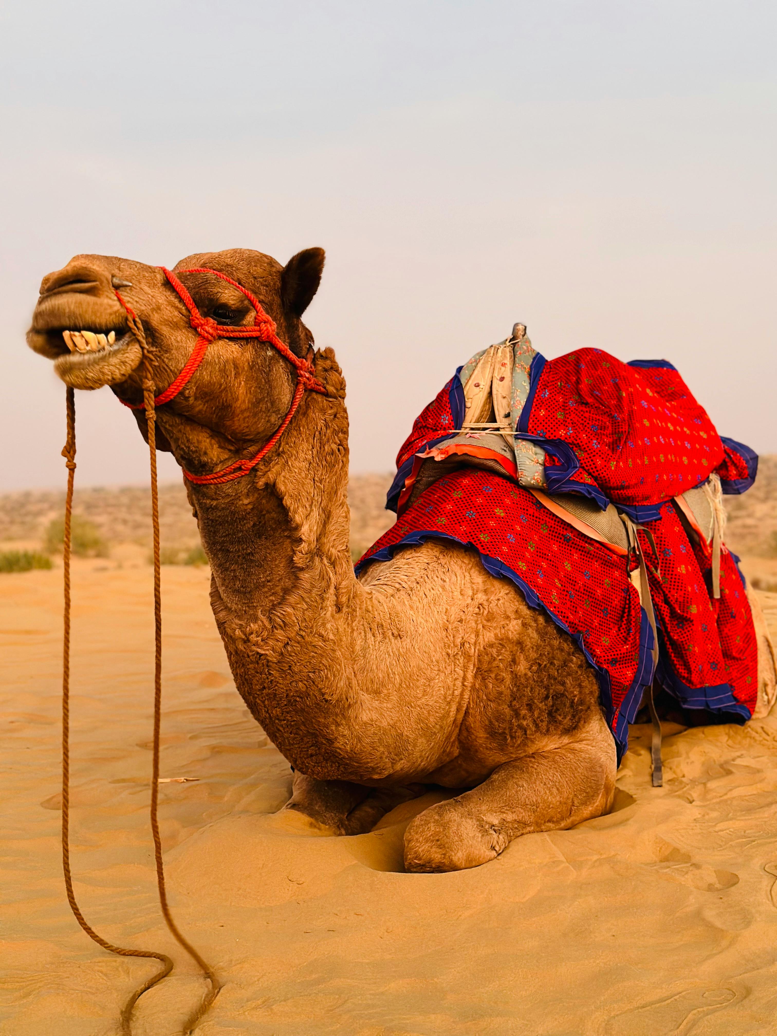 Rajasthan Camels Photo, Download The BEST Free Rajasthan Camels & HD Image