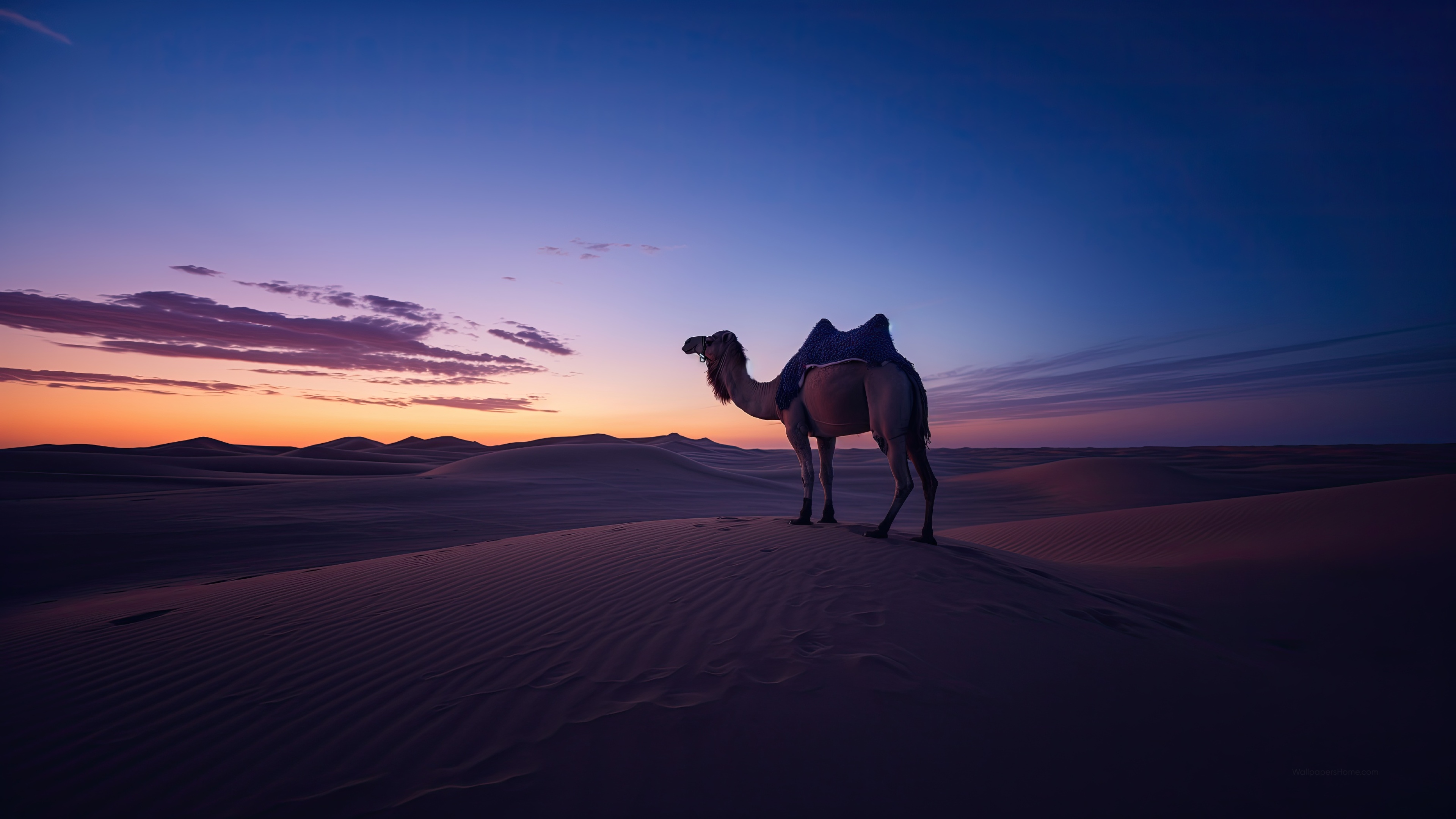 Camel Wallpaper 4K, Horizon