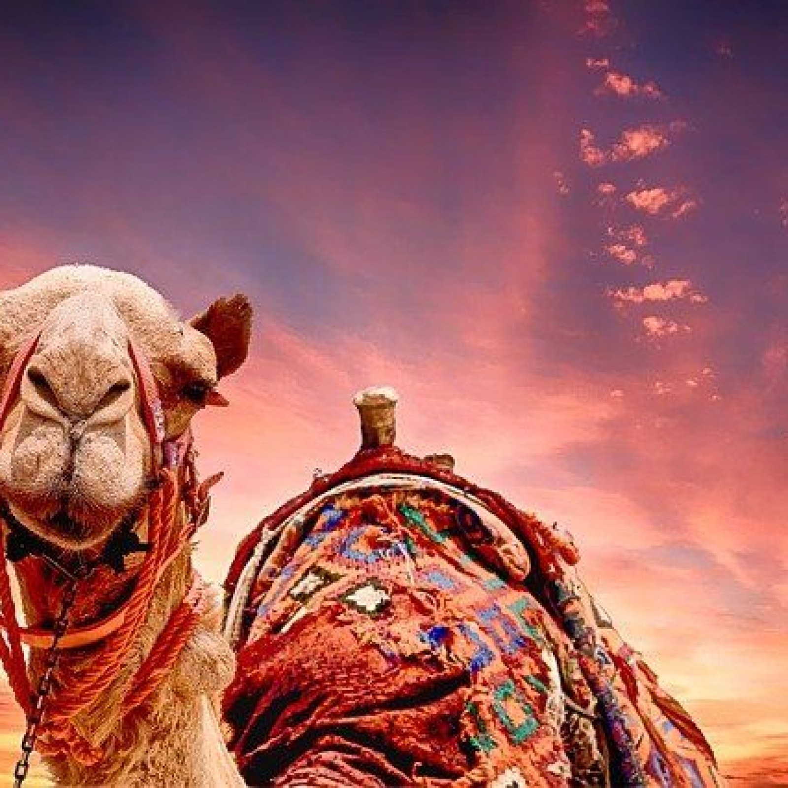 Distressed Camel Severs, Chews Off Owner's Head; Neighbors Beat Animal To Death