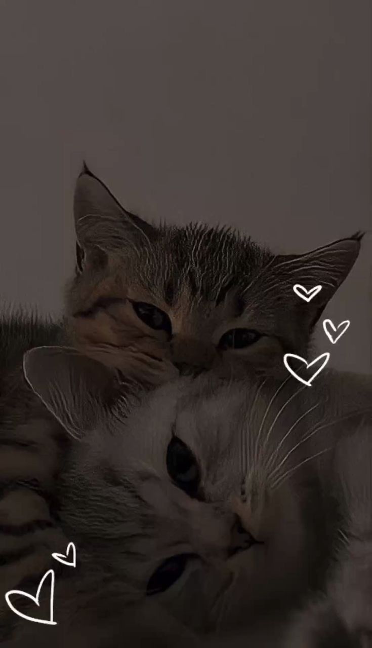 Естетика. Cute baby animals, Cute cats photo, Cute cat