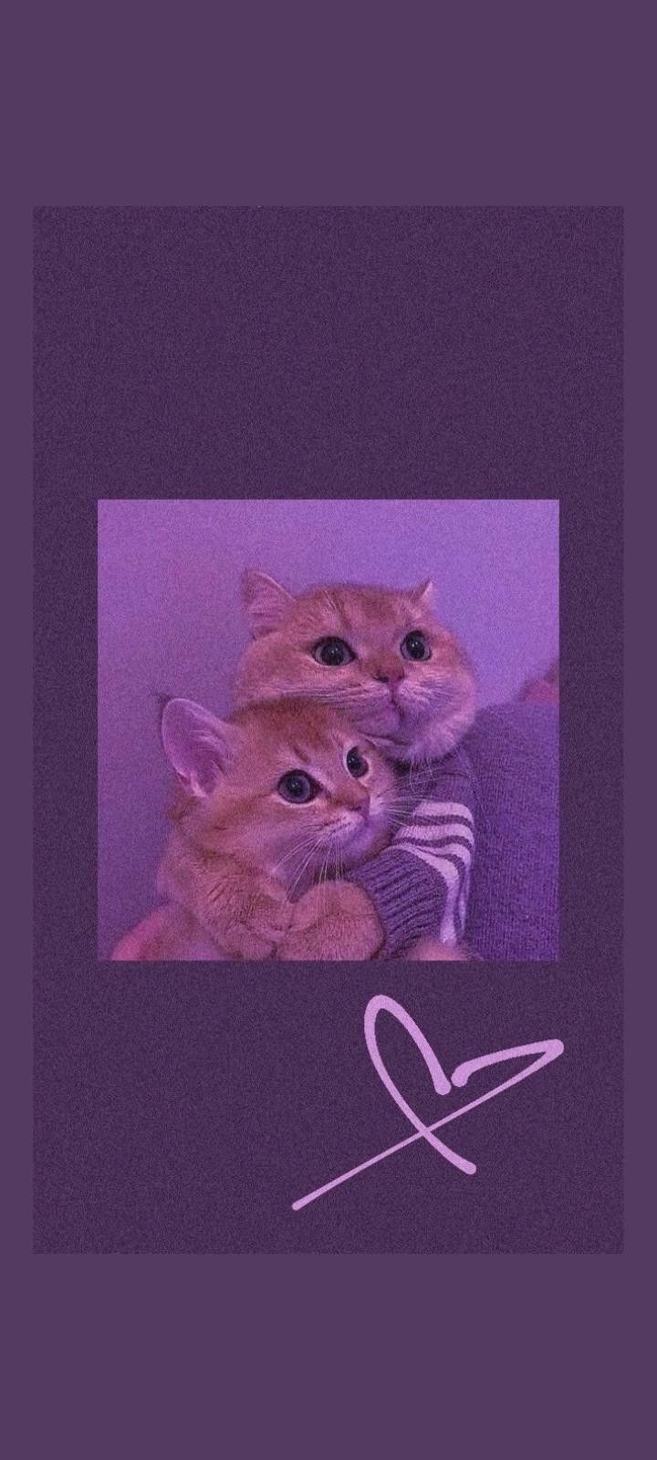 Cute Cats Cuddling Wallpaper