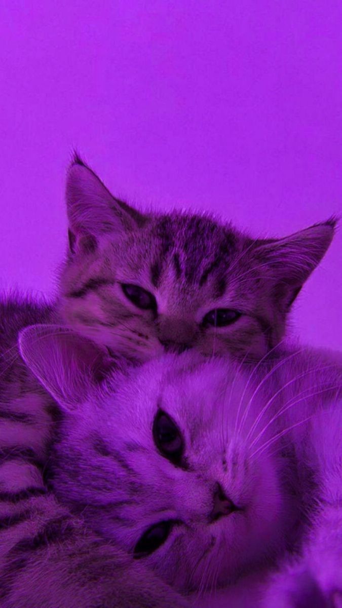 aesthetic #purple #cat #kawaii #wallpaper