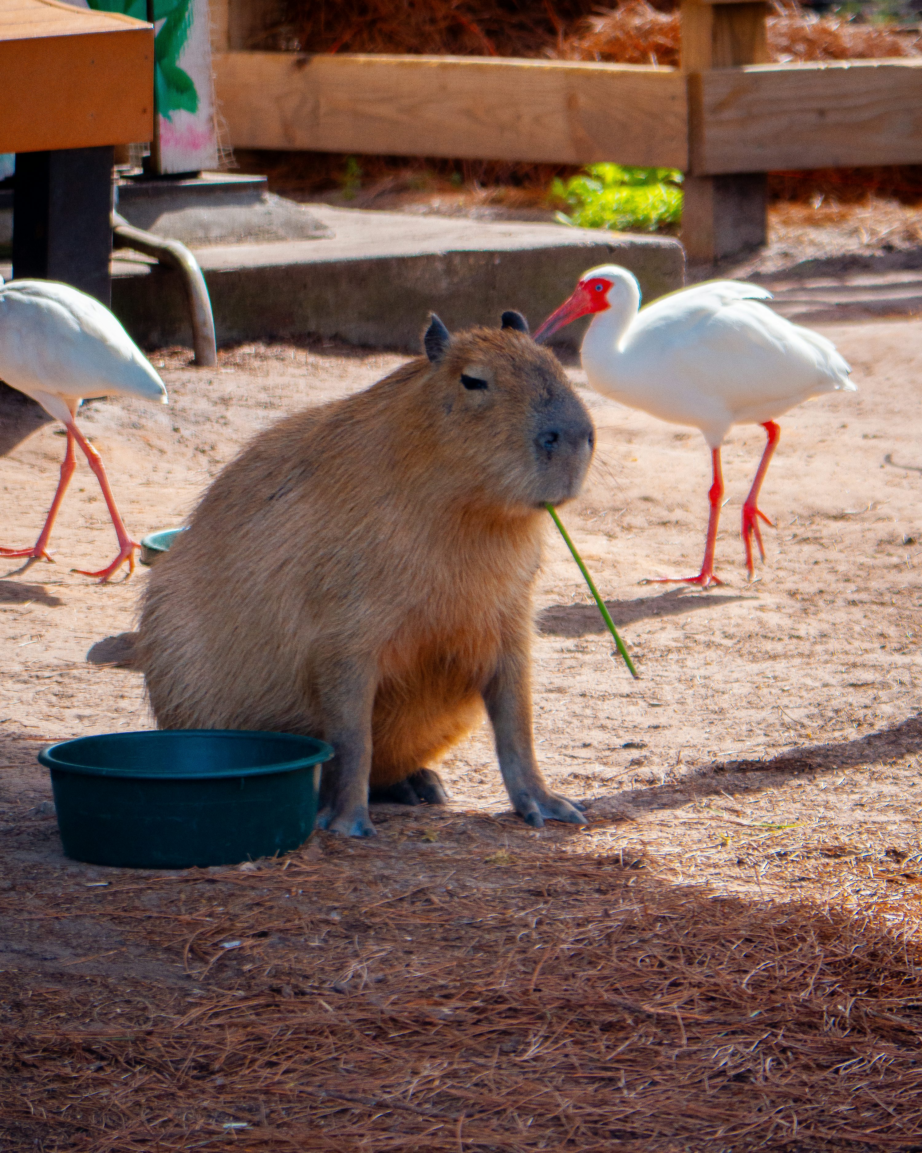 50,Capybara Picture. Download Free Image