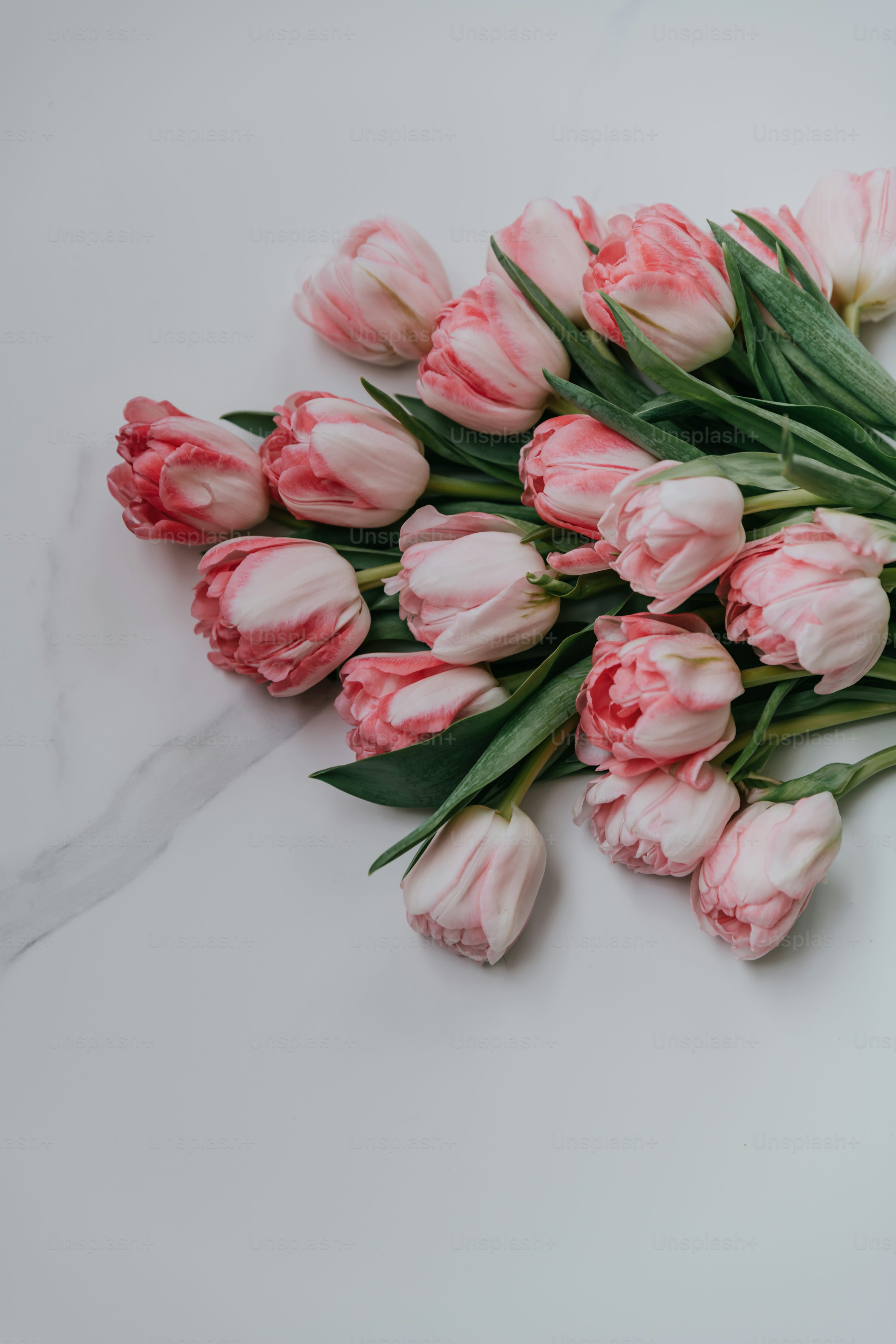 Tulip Bouquet Picture. Download Free Image