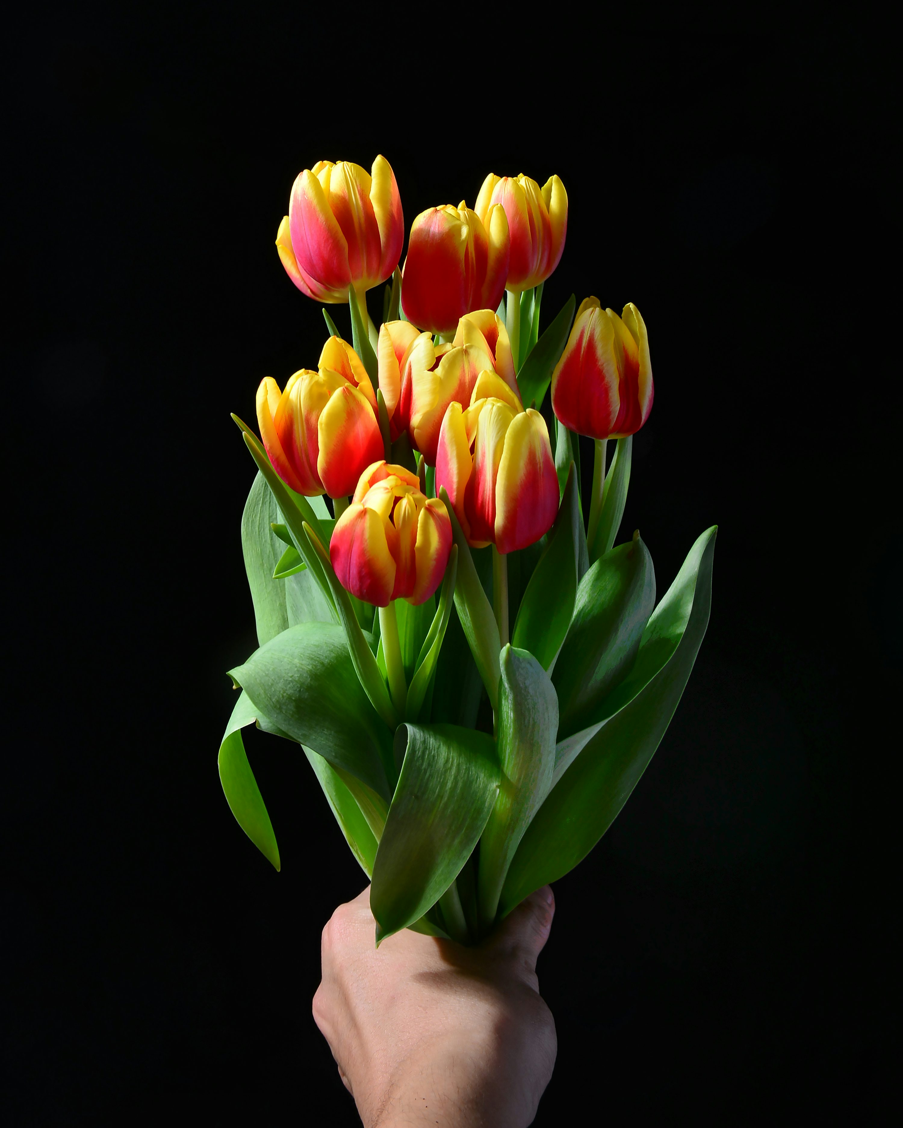 Tulip Bouquet Picture. Download Free Image
